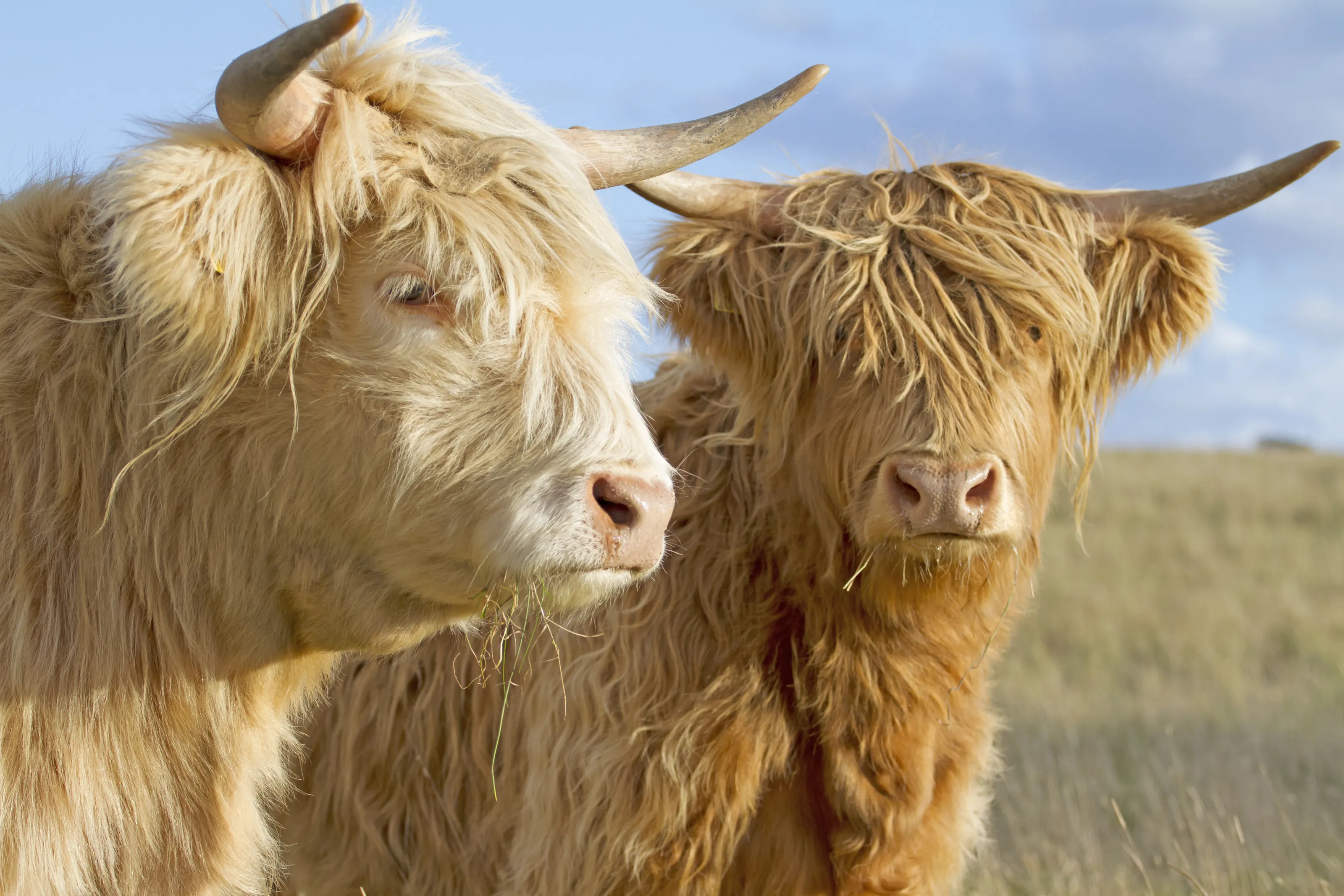 Cattle