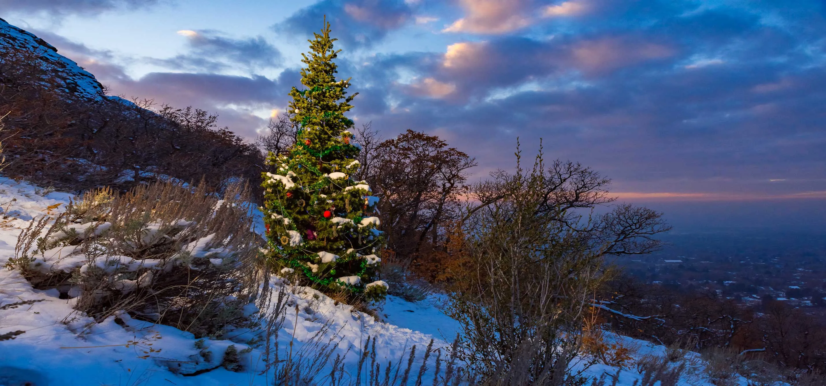Decorated Christmas Trees