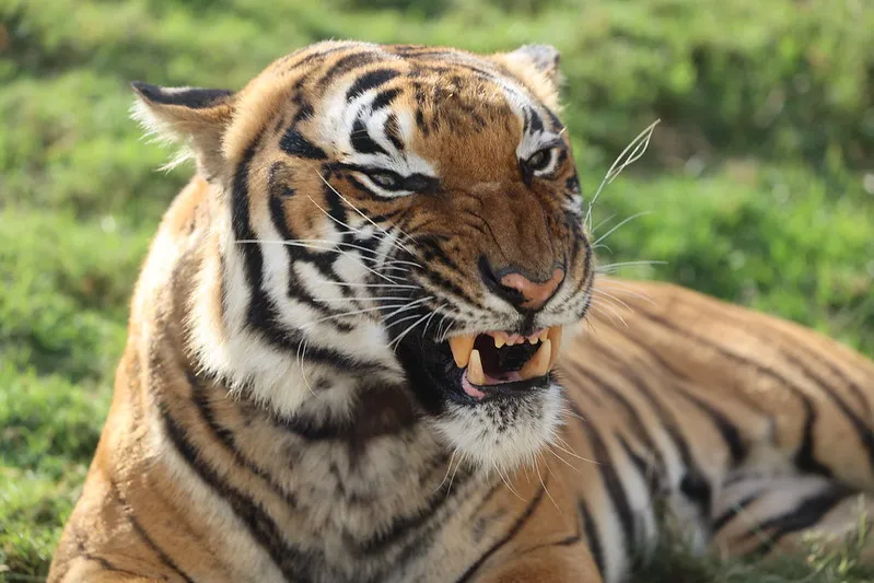 Animals Showing Their Teeth