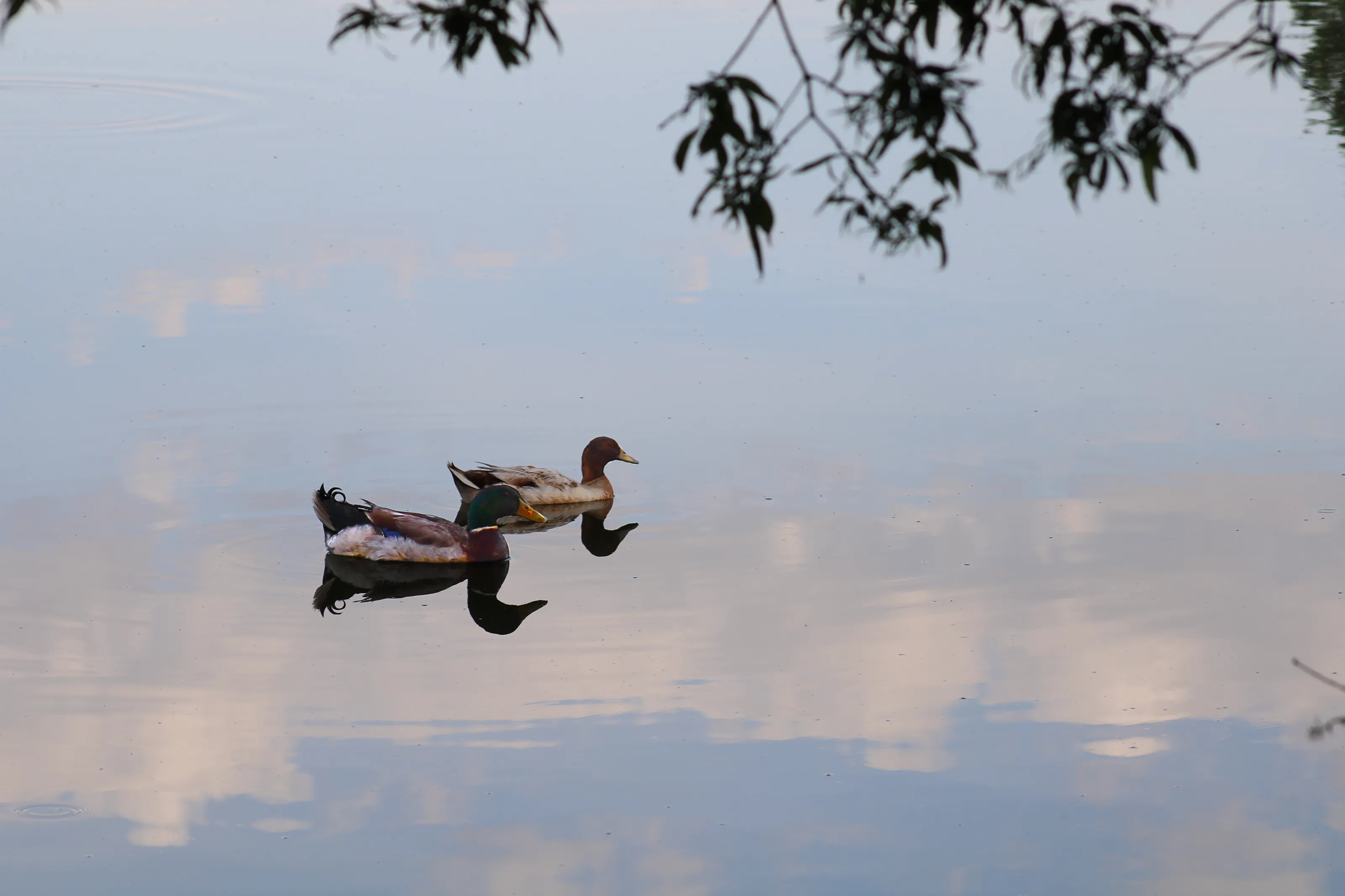 The Serene Beauty of Reflections in Nature