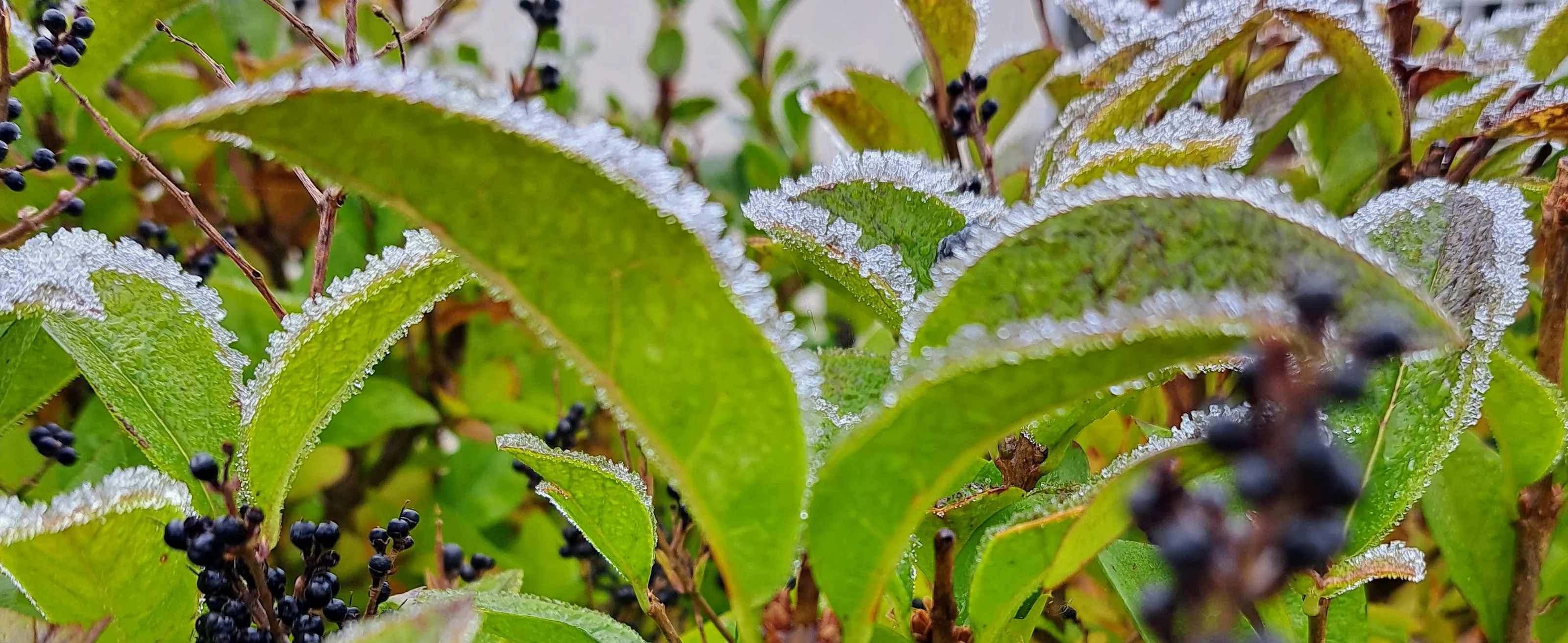 Frost