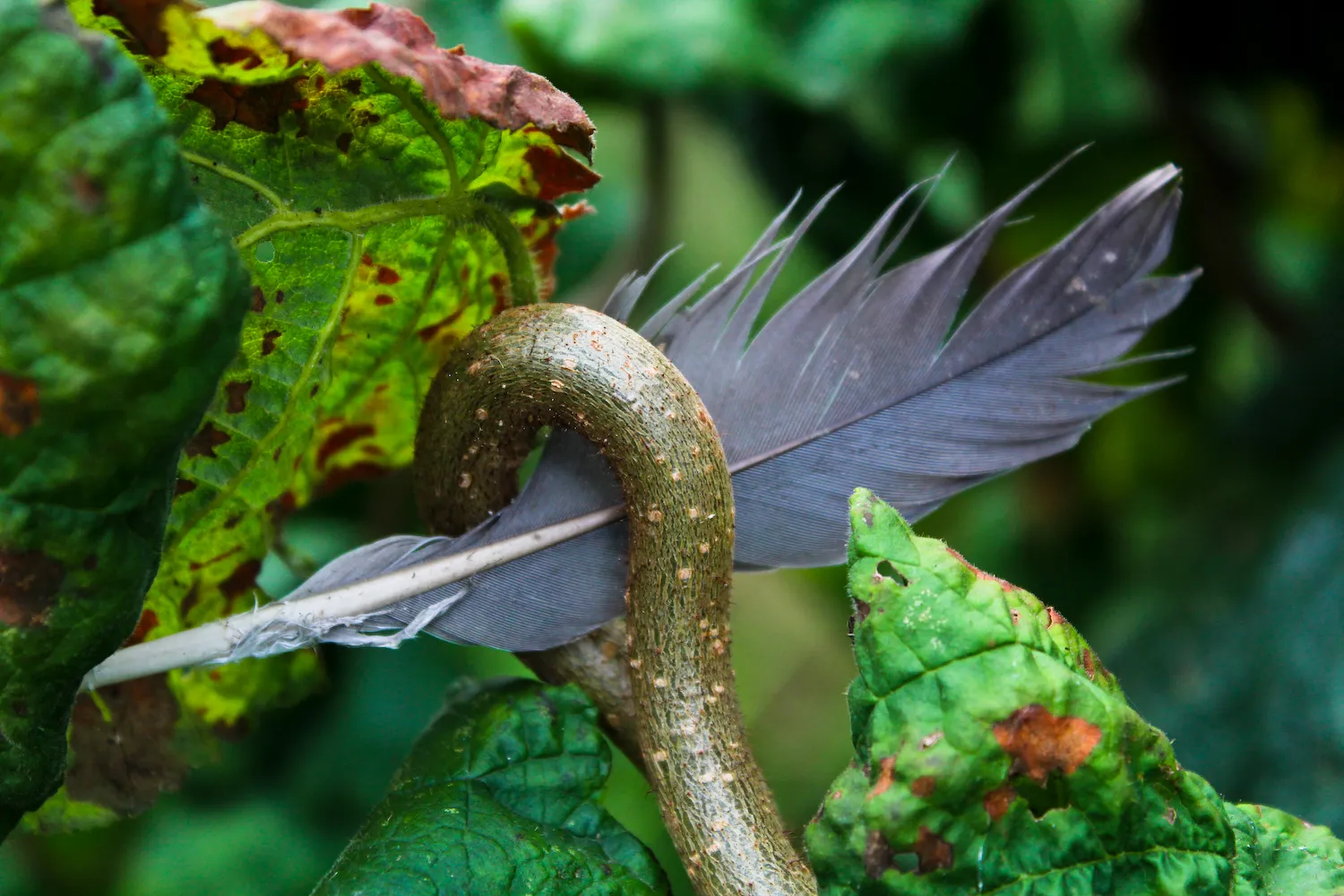 A Fallen Feather