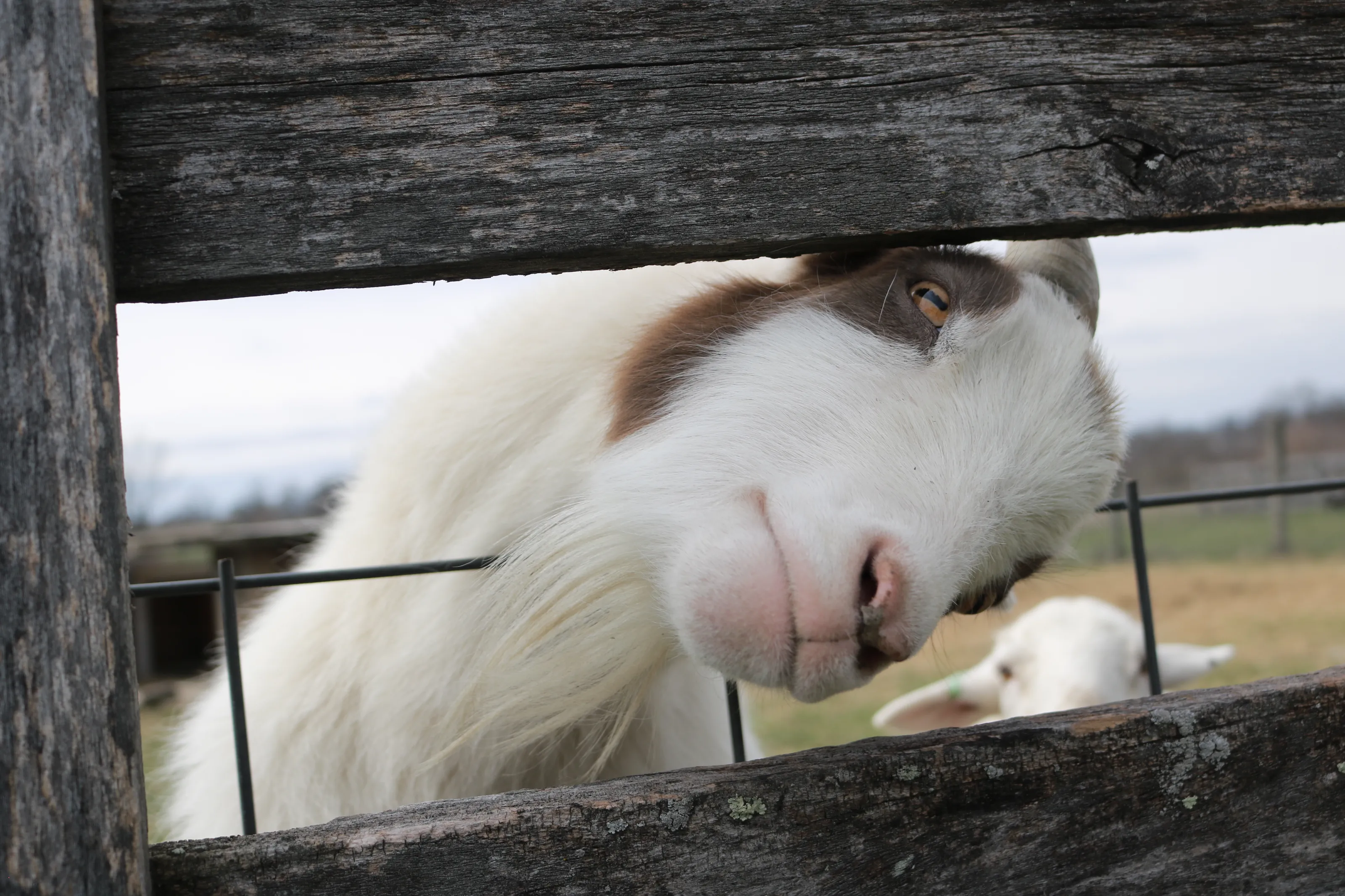 Goats (in colour)