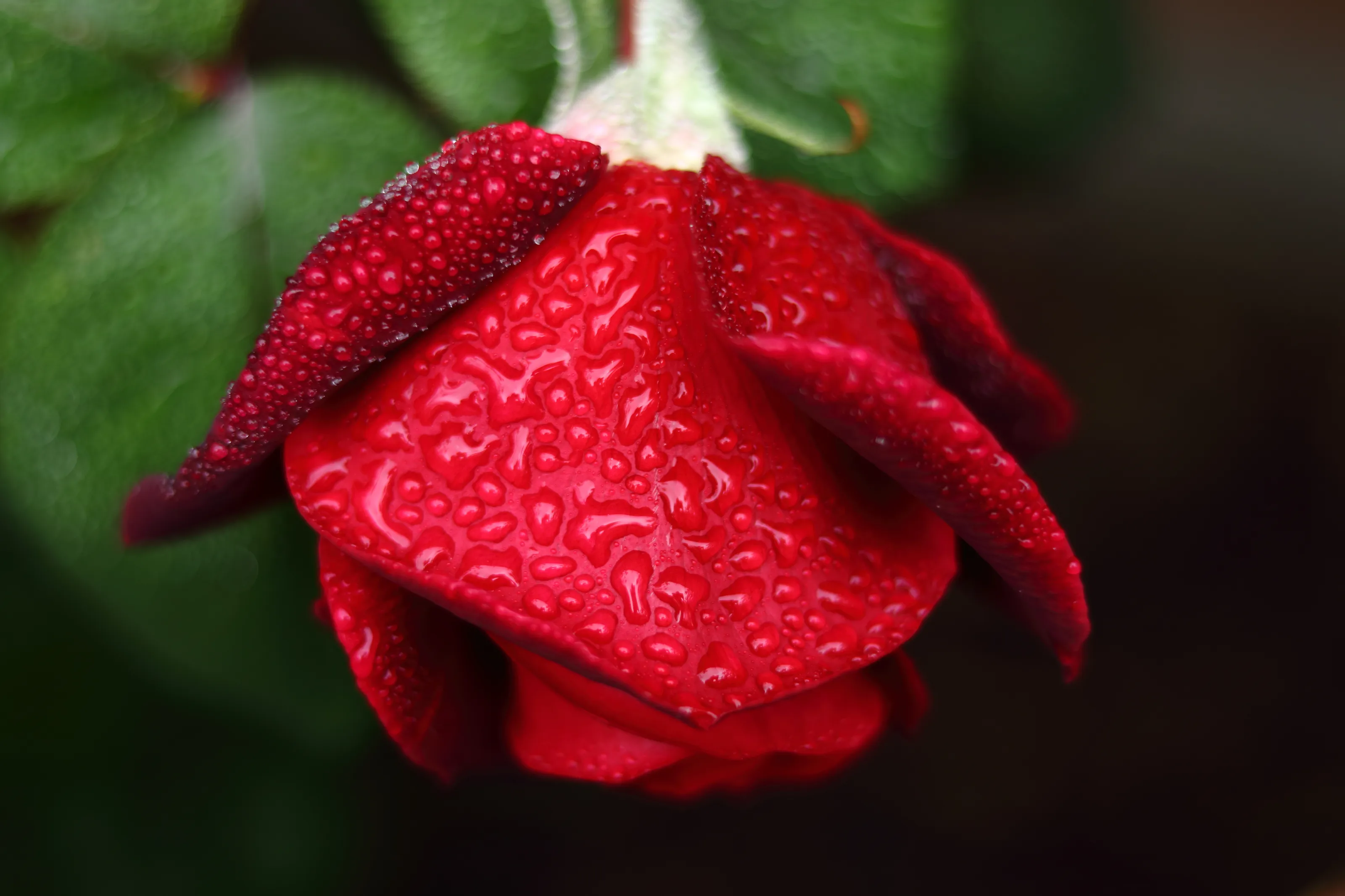 Red and Green