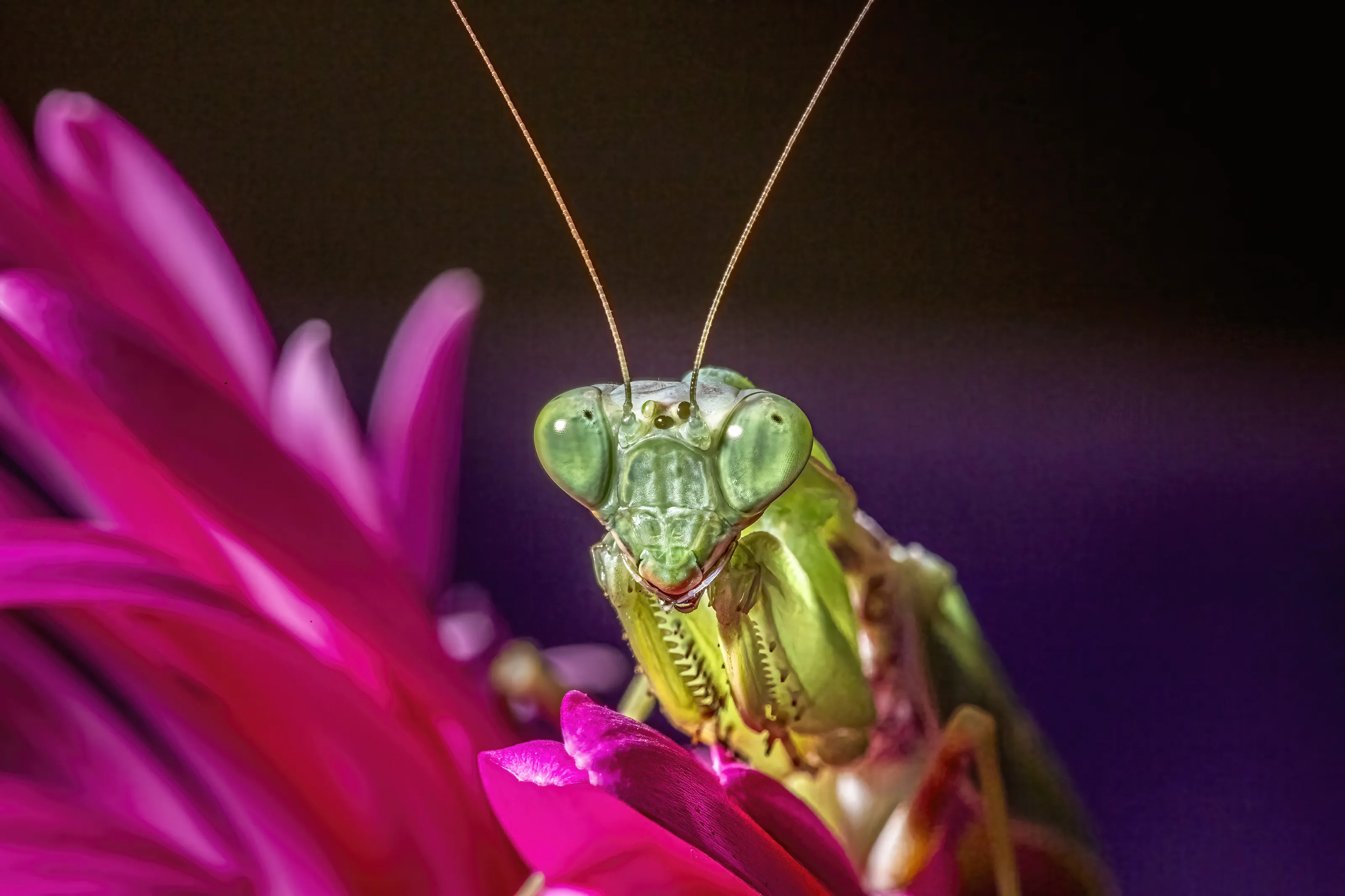 Praying Mantises (in colour)