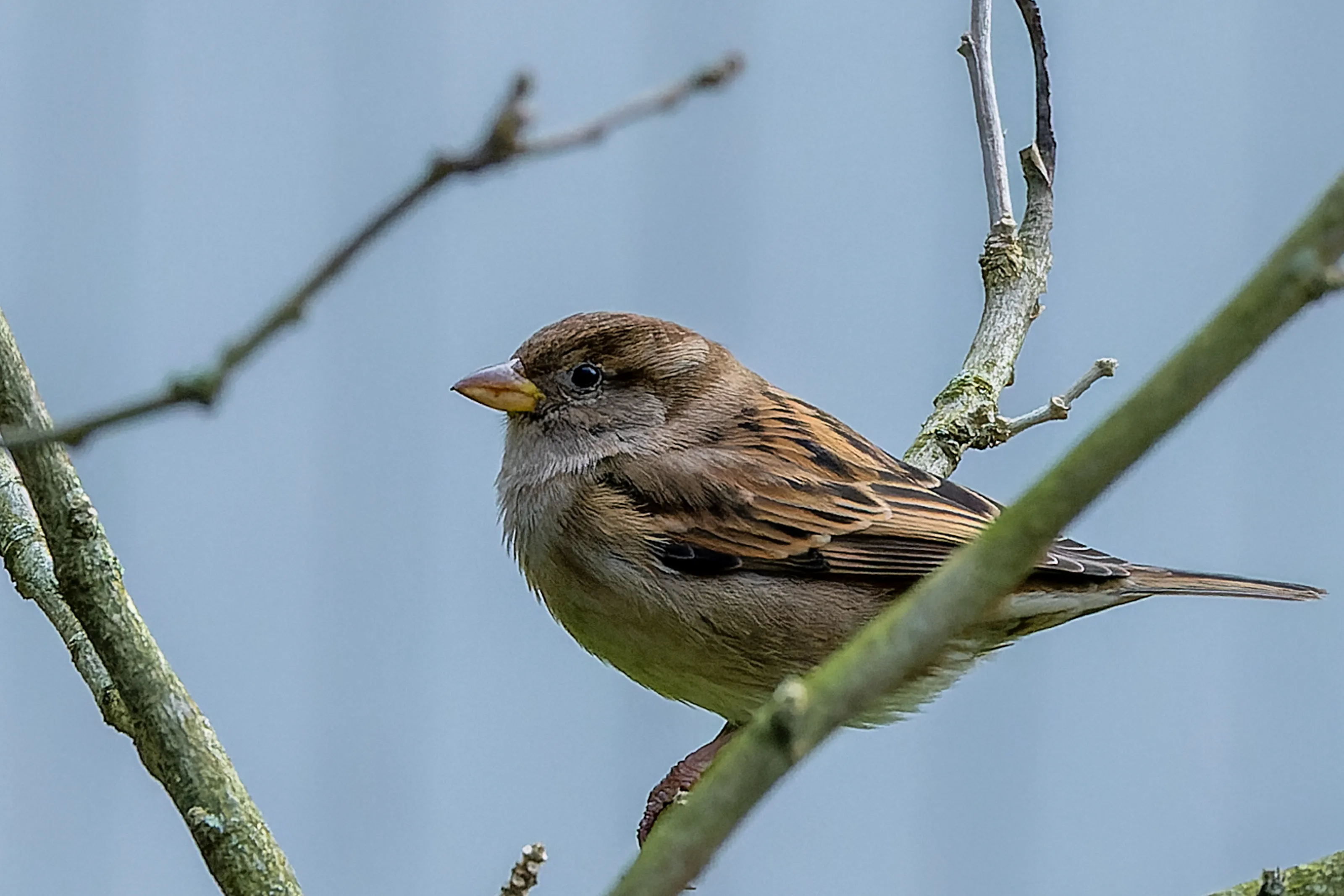 Sparrows