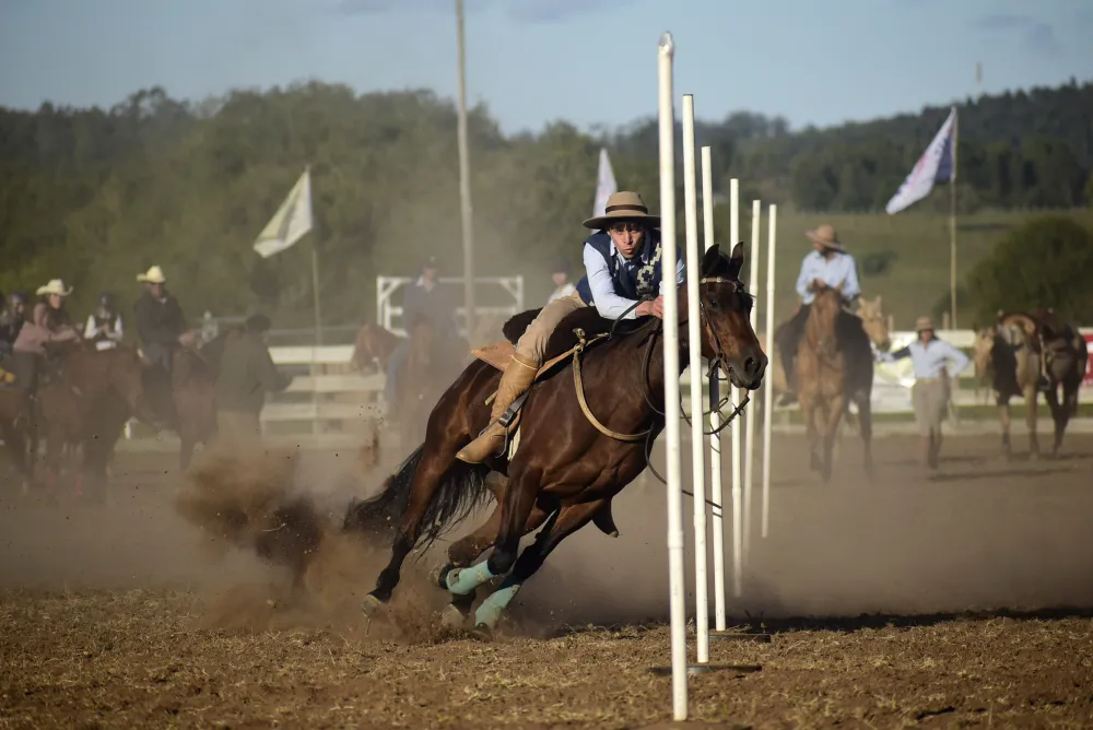 Horses