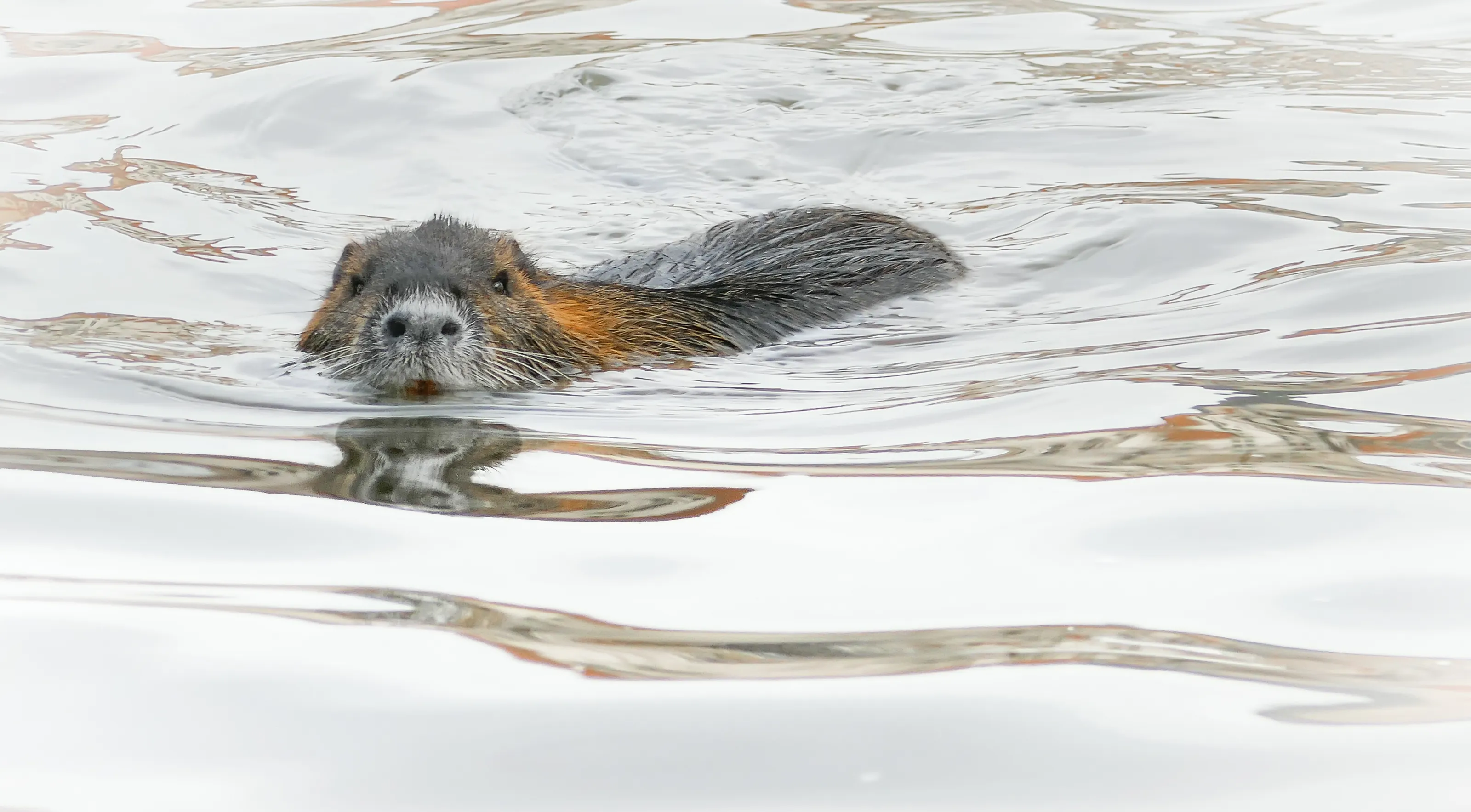 Mammals Swimming in Natural Bodies of Water