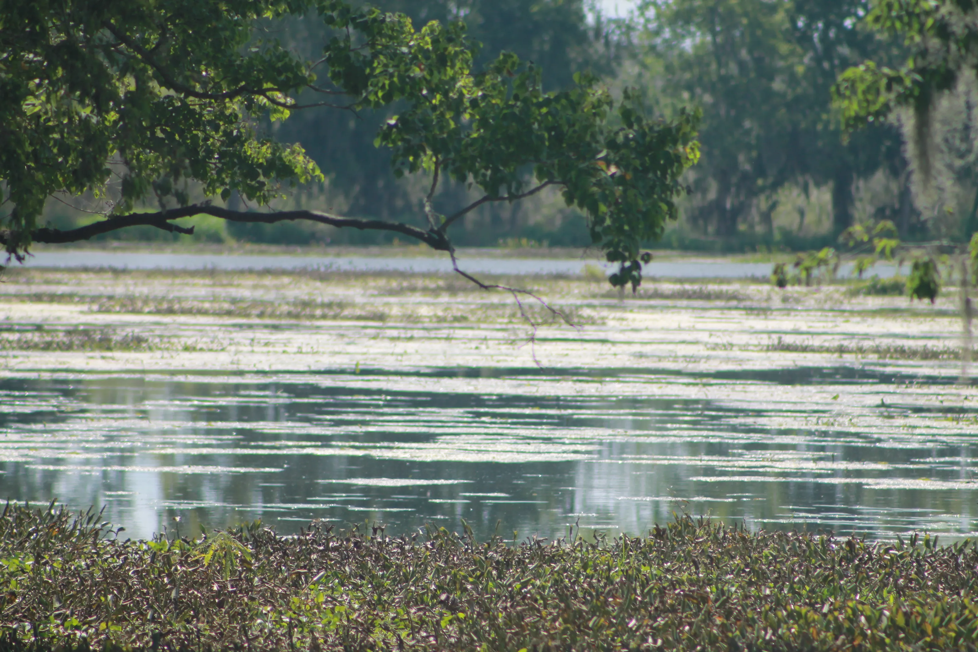 Swamps (in colour)
