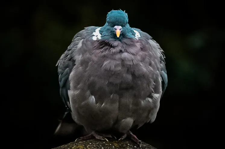 Fluffy (in colour)