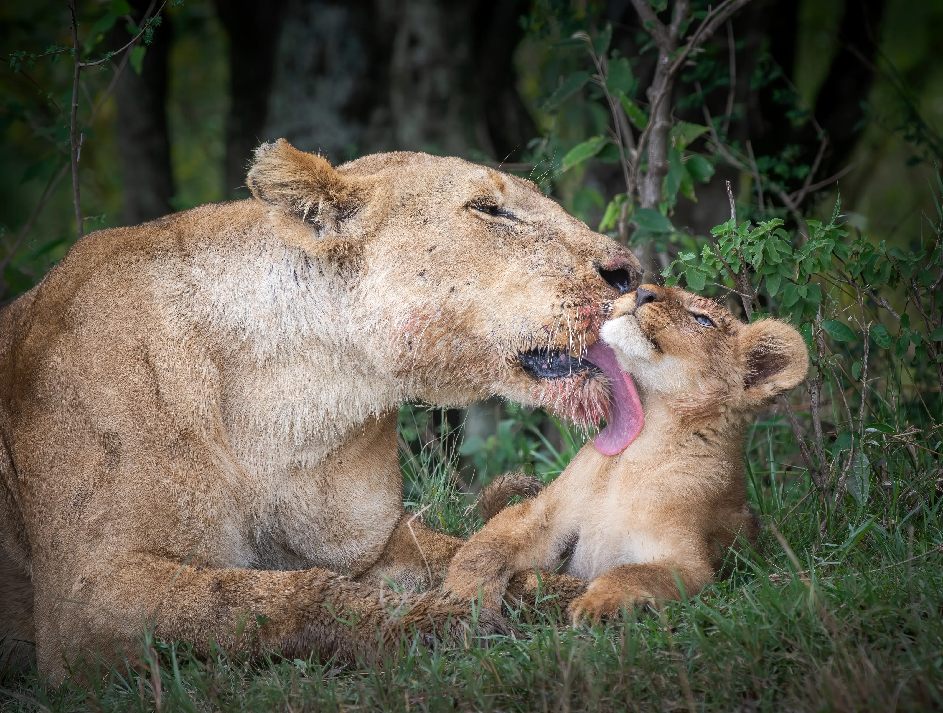 Animals Washing