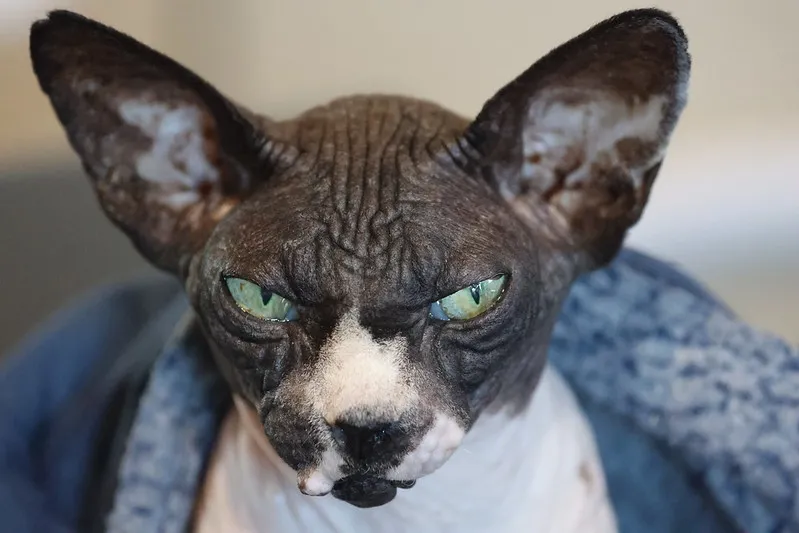 Animal Head Shots