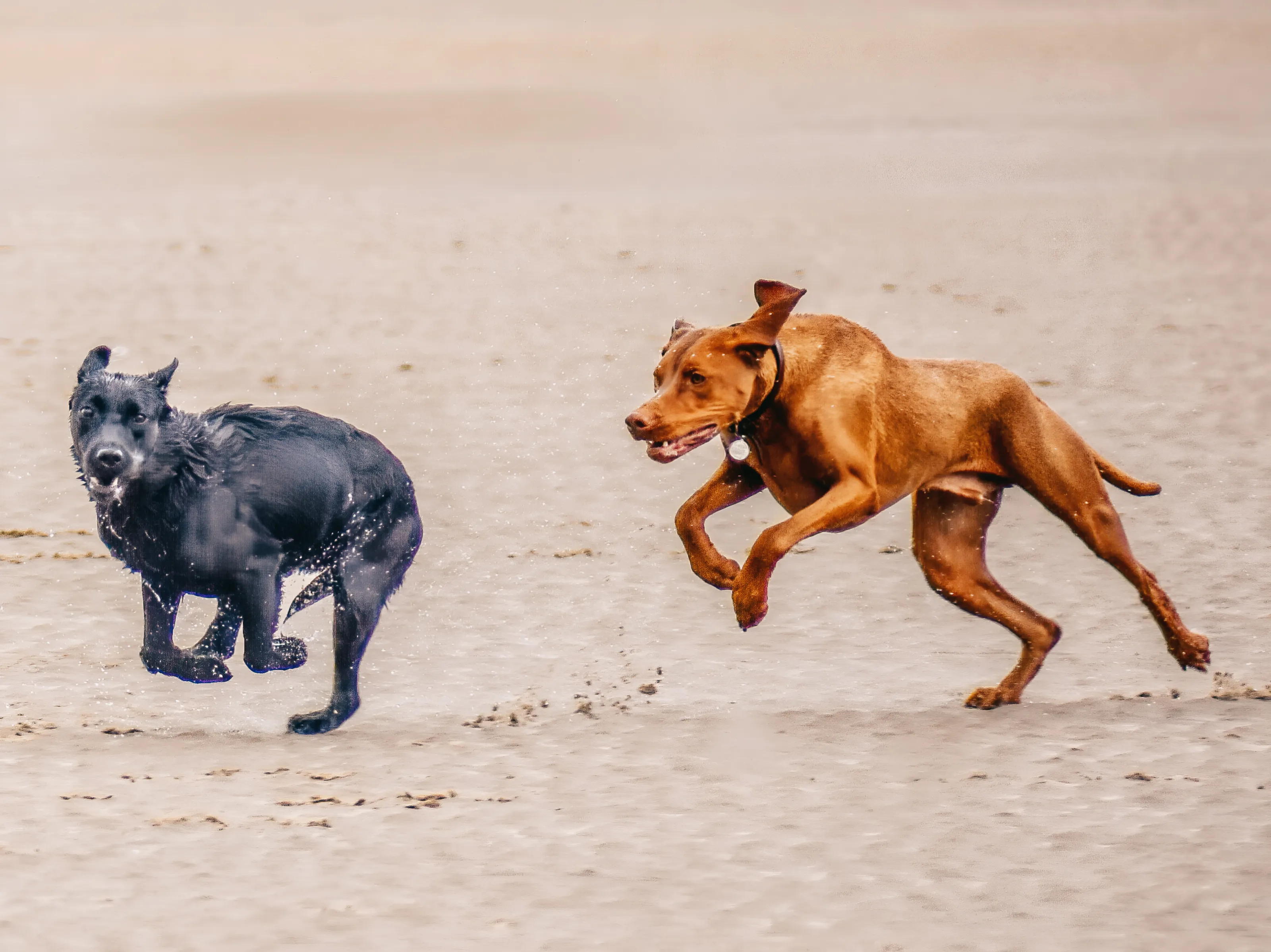 Pets Running (no people)