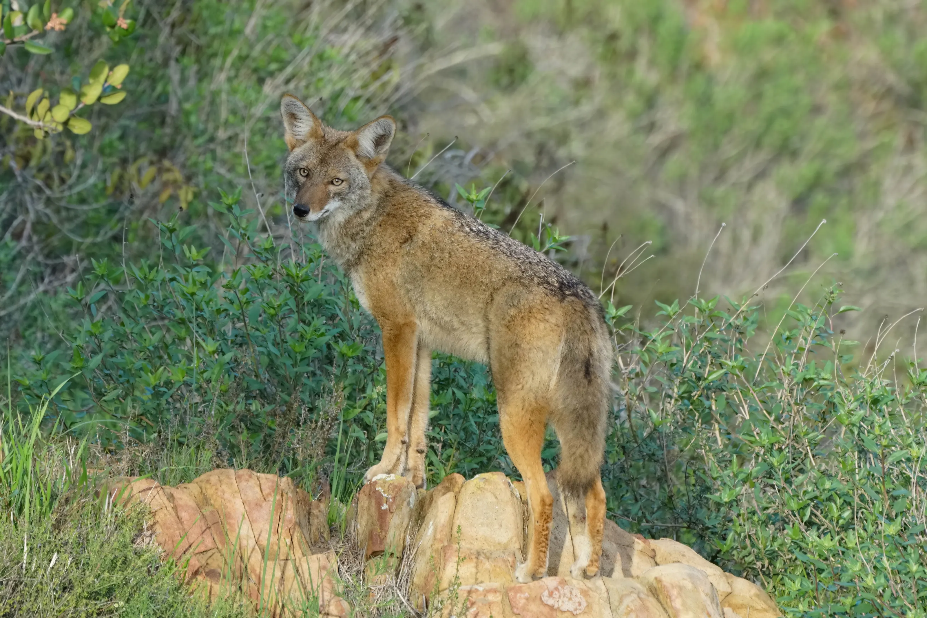 Coyotes (in colour)