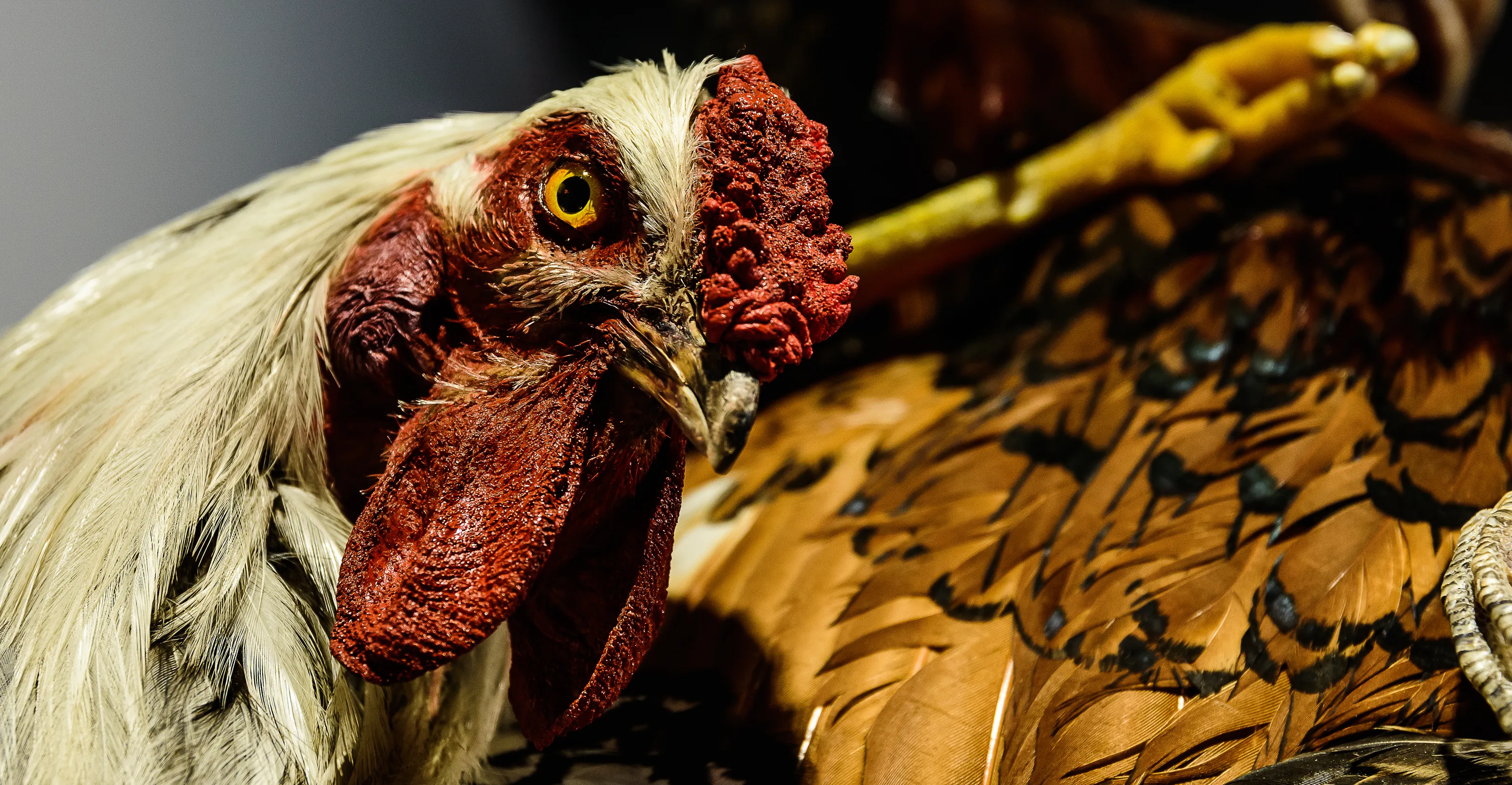 Roosters