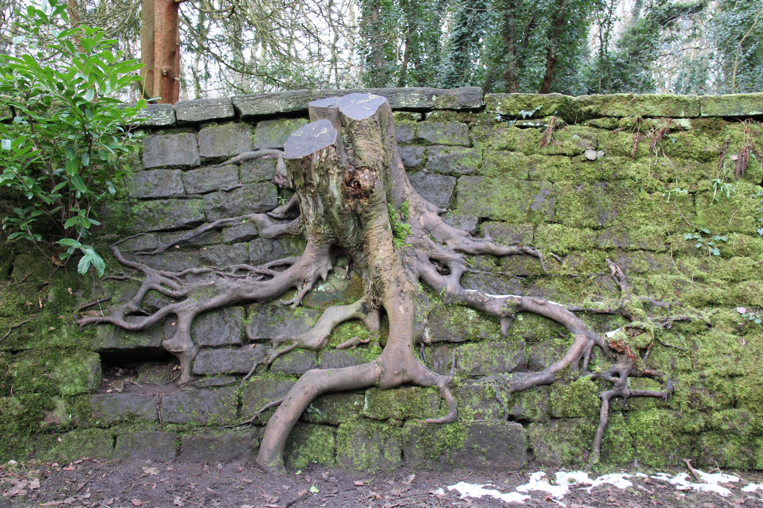 Plants Growing in Unusual Locations