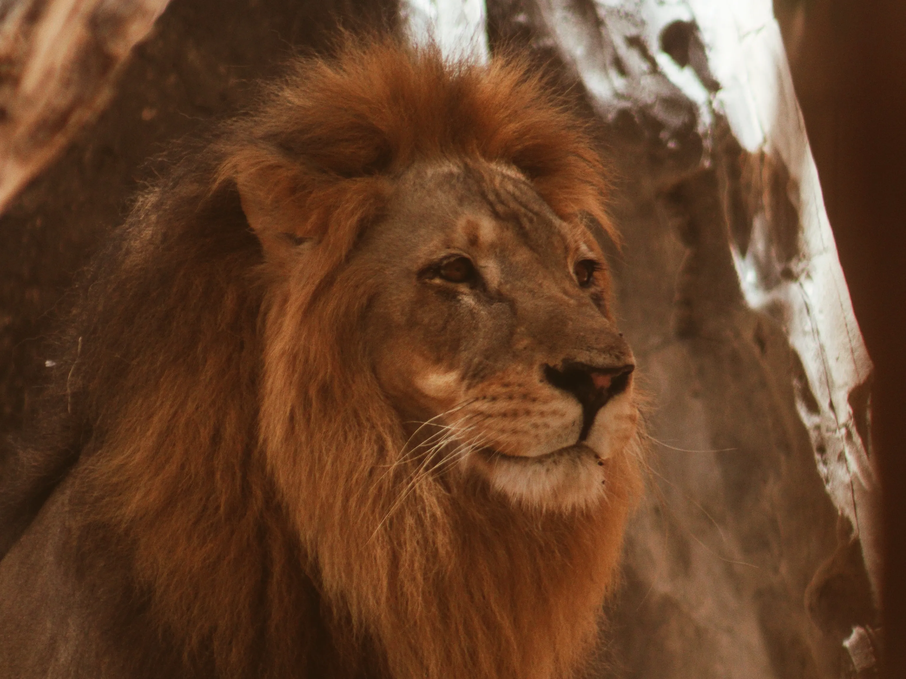 Close-Up Portraits of Lions (in colour)