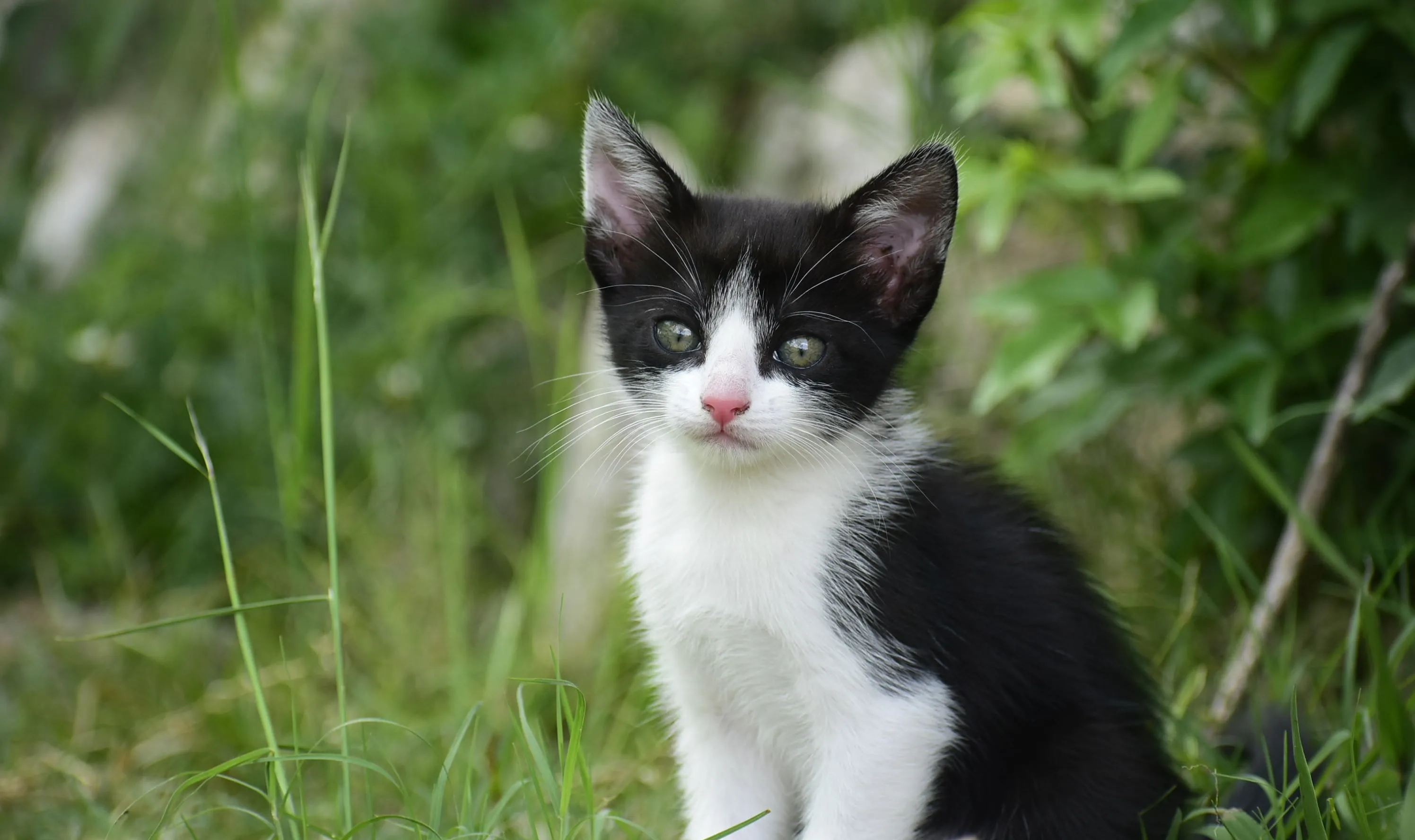 Young Puppies and Kittens