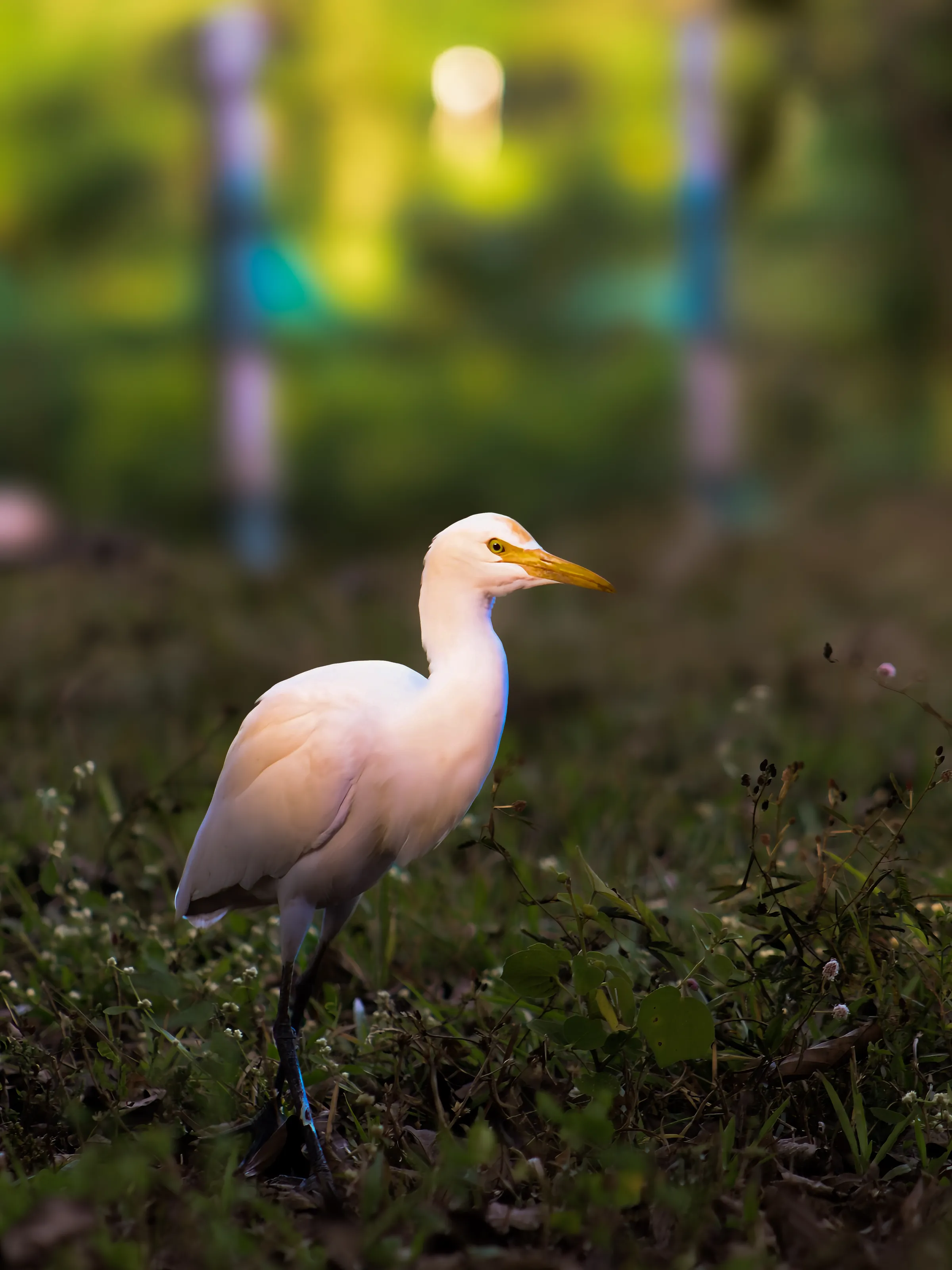 A Single Heron, Egret or Bittern (in colour)