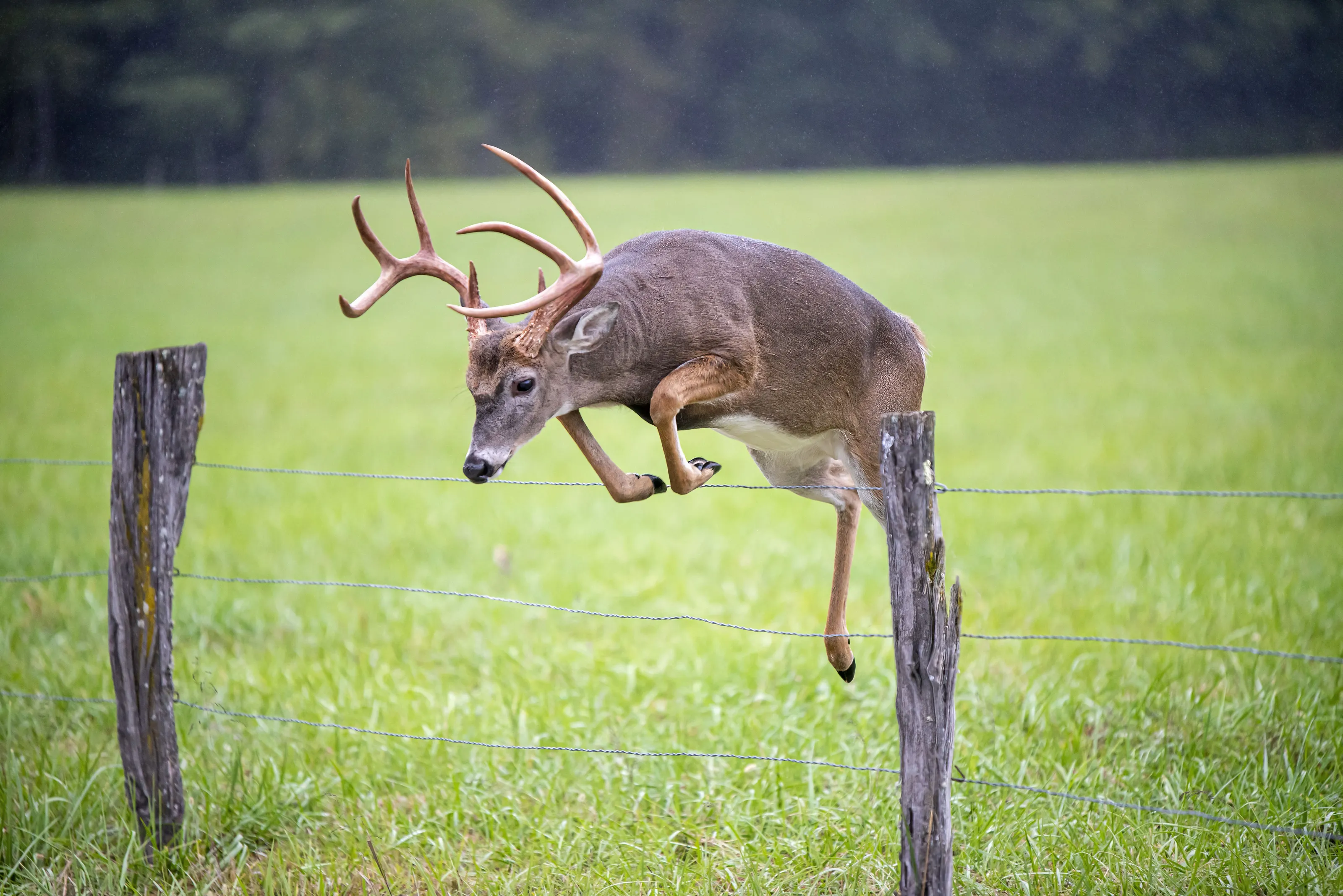 Deer with Antlers