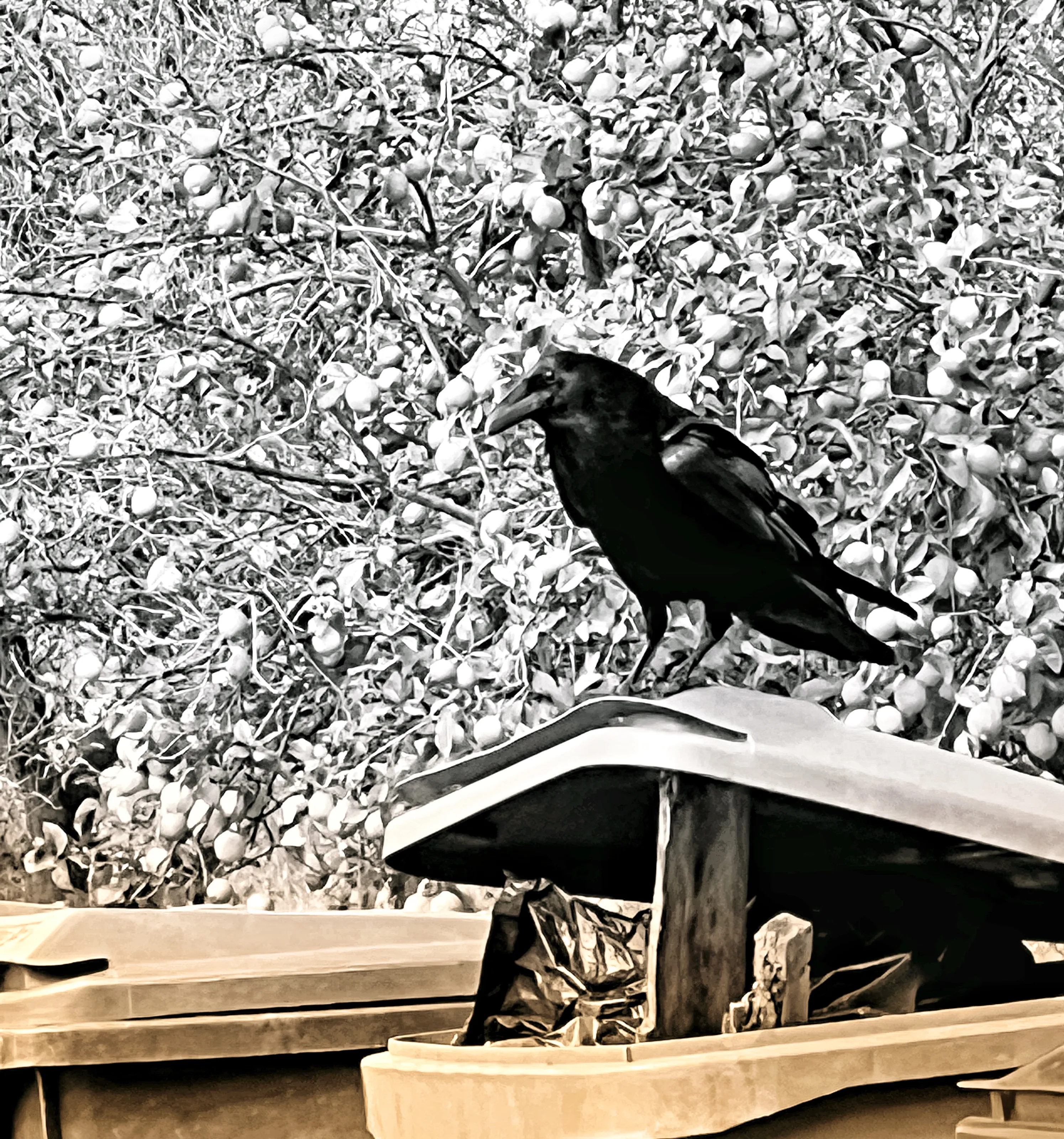 Birds of the Crow (Corvidae) Family