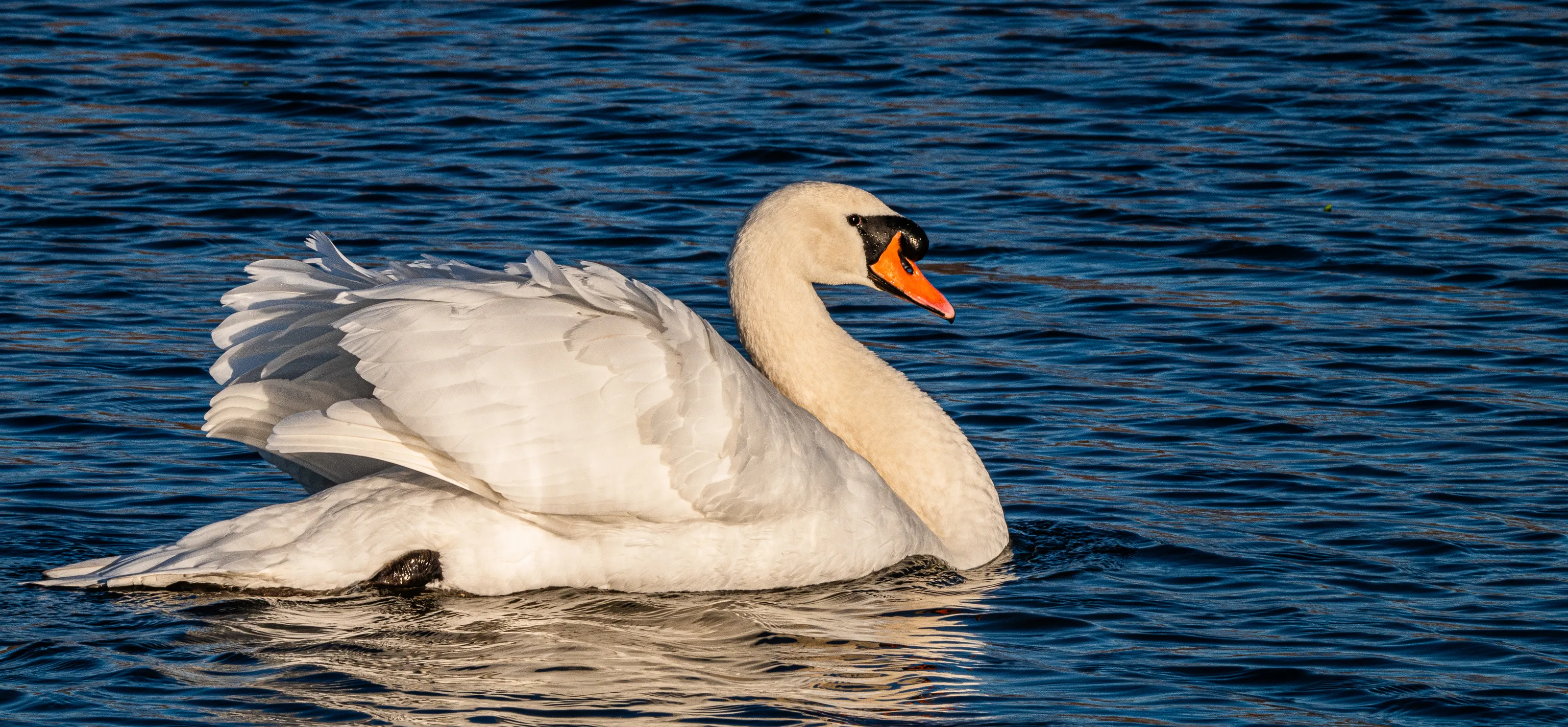 Swans and Geese in Nature