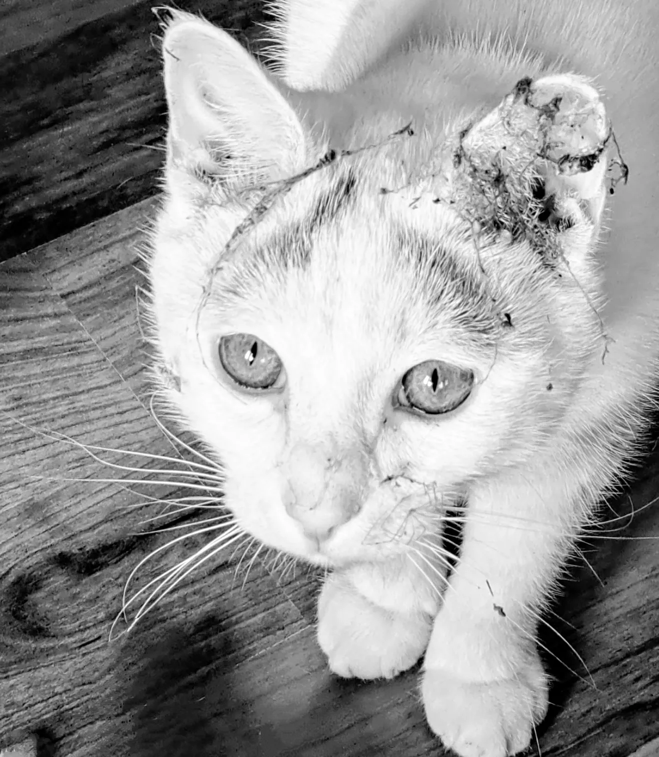 Mammals in Black and White (not humans)