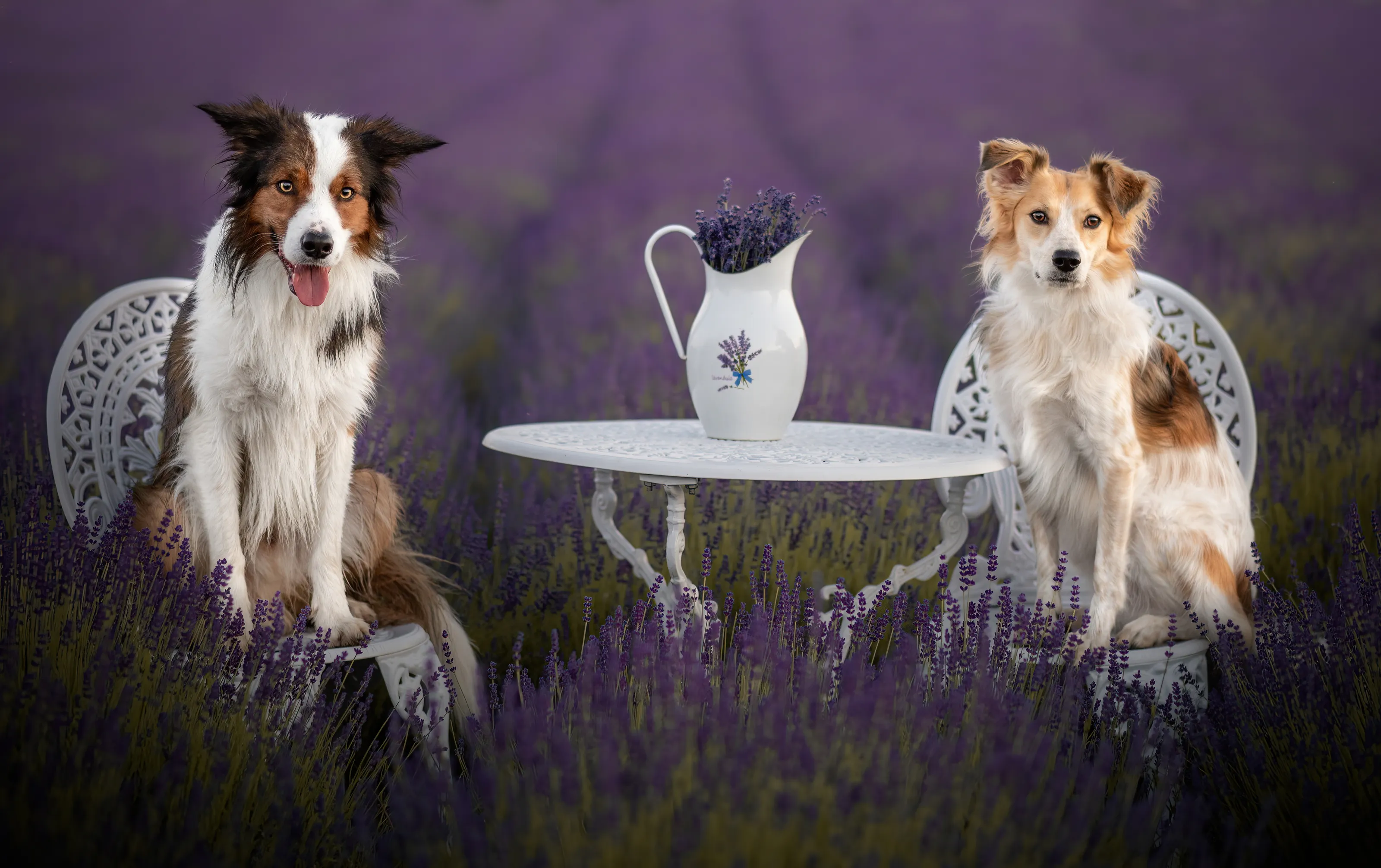 Pets Behaving Like People