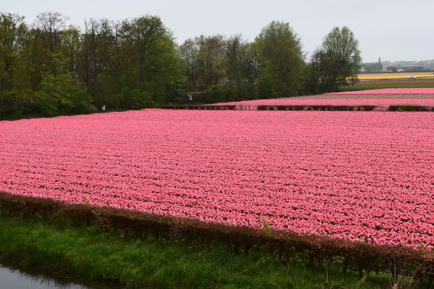 Flower Plantations and Fields of Wildflowers