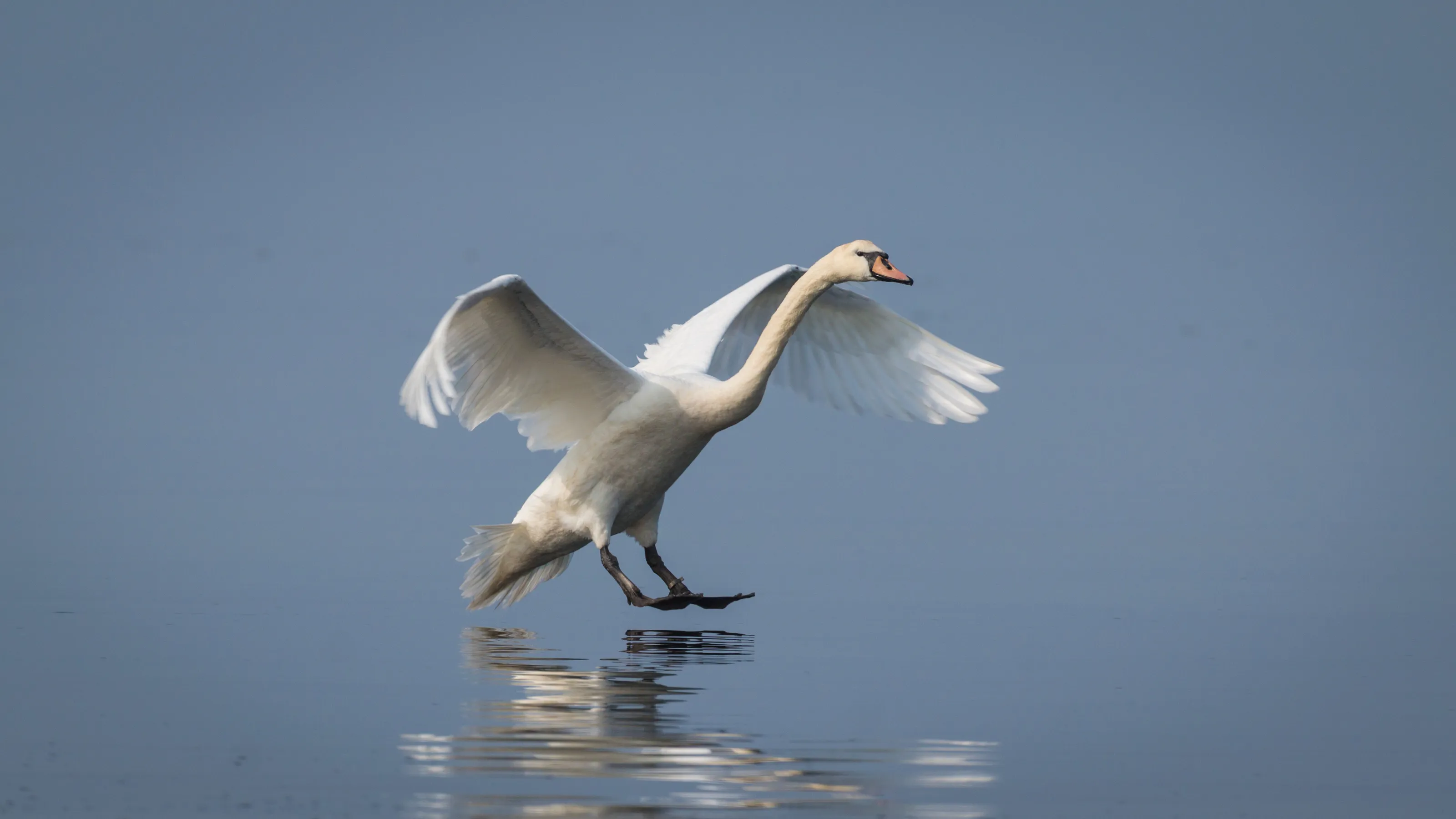 Swans (in colour)