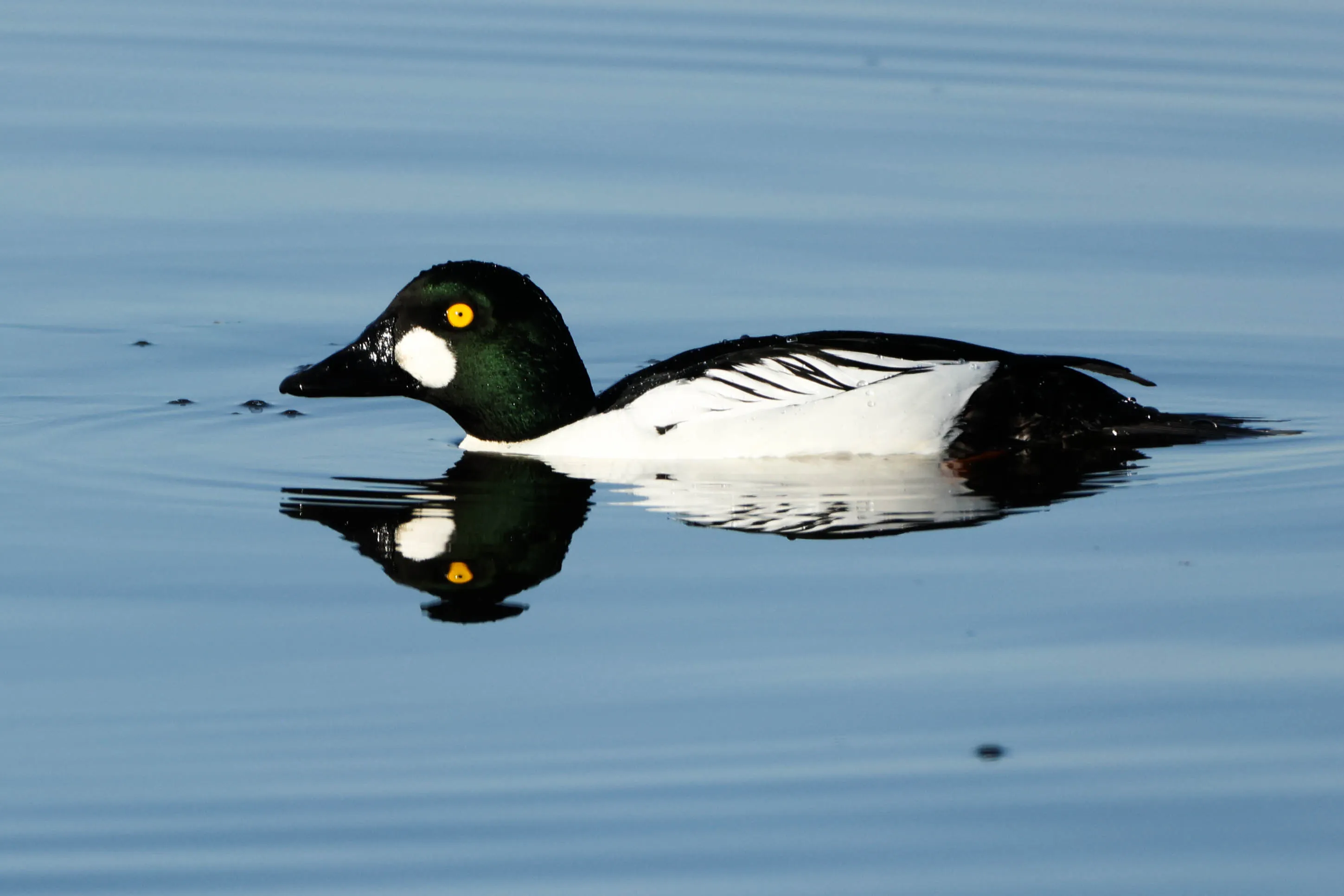 Reflections of Animals