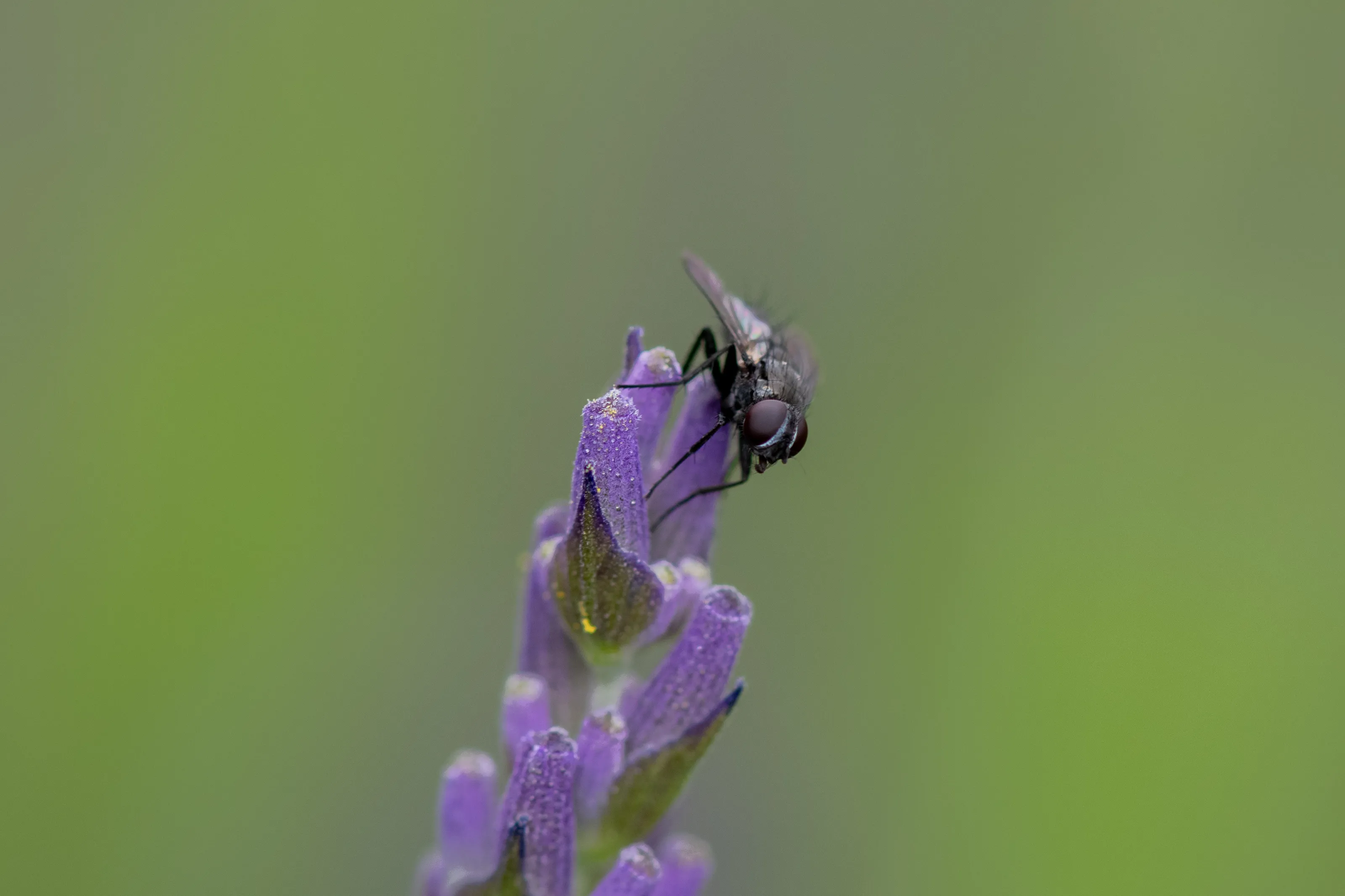 Insects on Flowers (in colour)