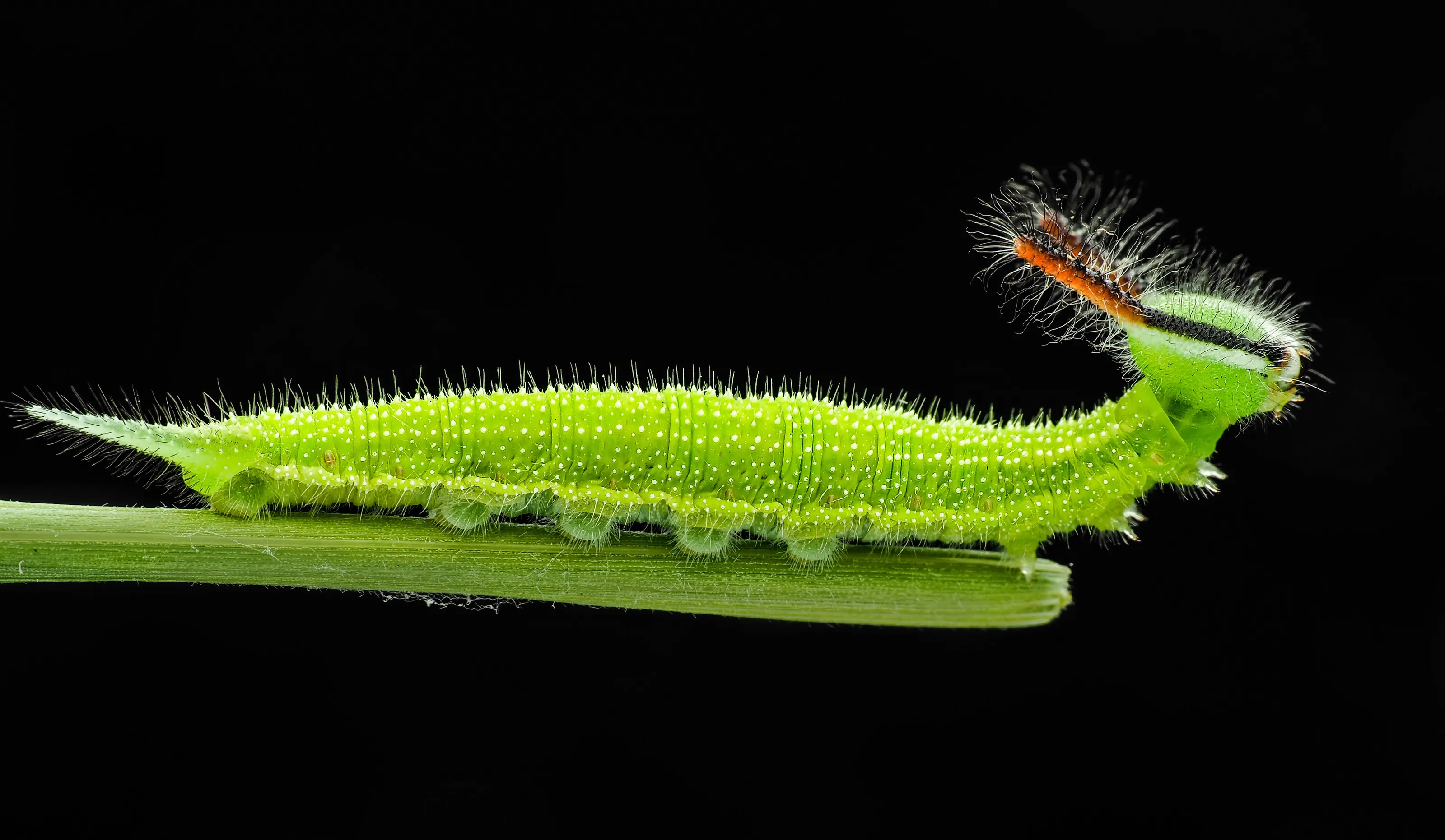 Amazing Insects
