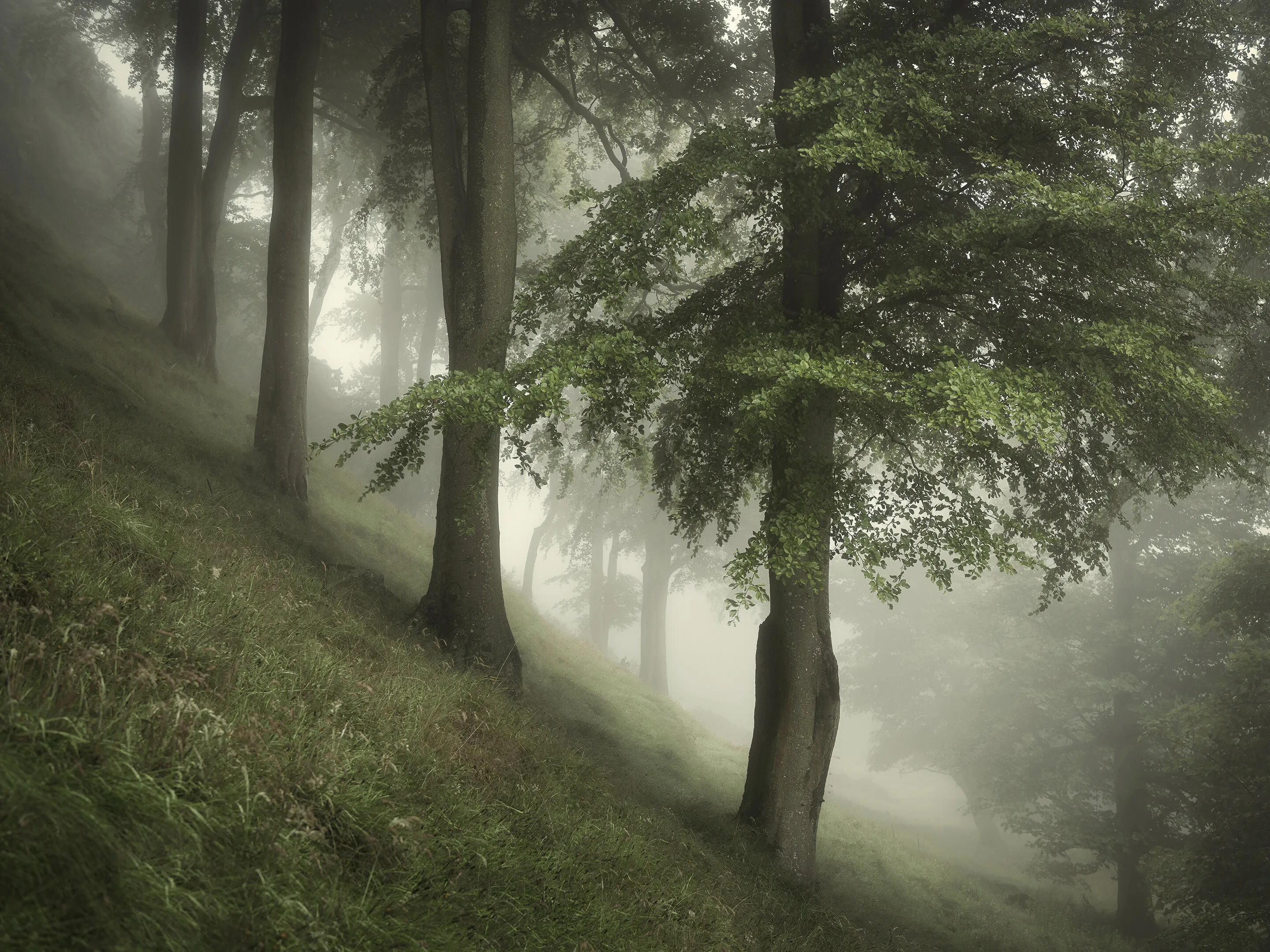Trees