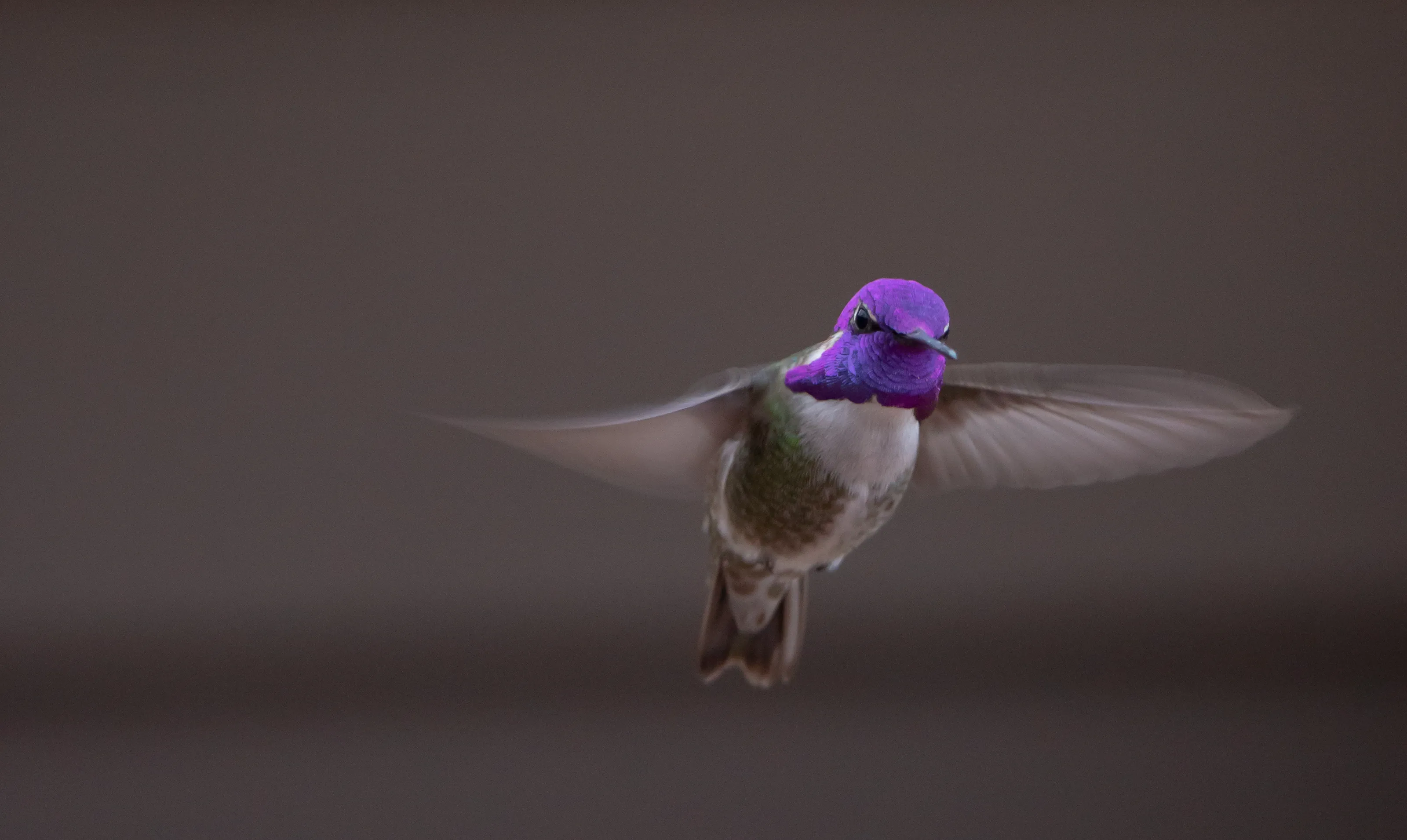 Hummingbirds in Flight