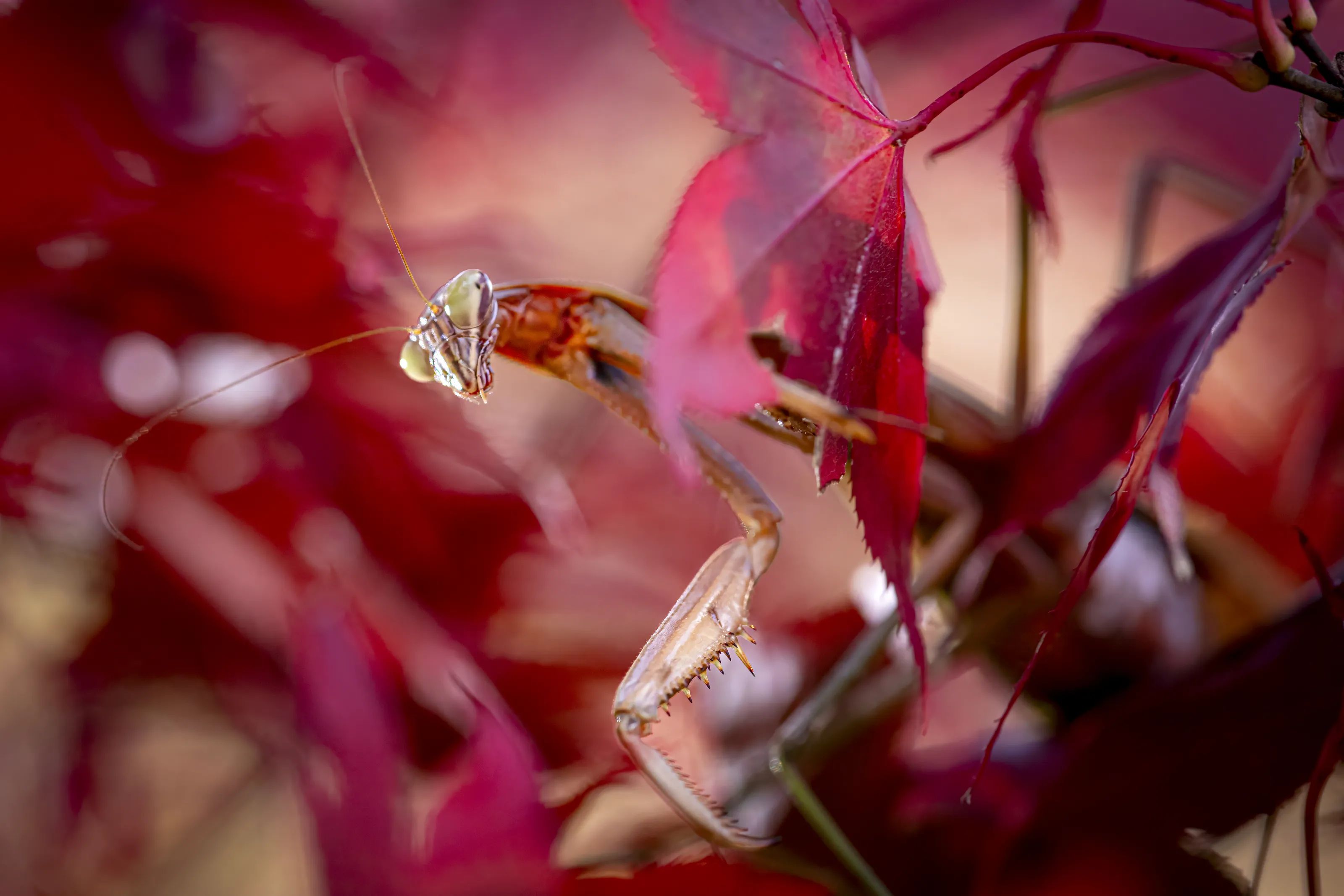 Animals Hiding in Plain Sight