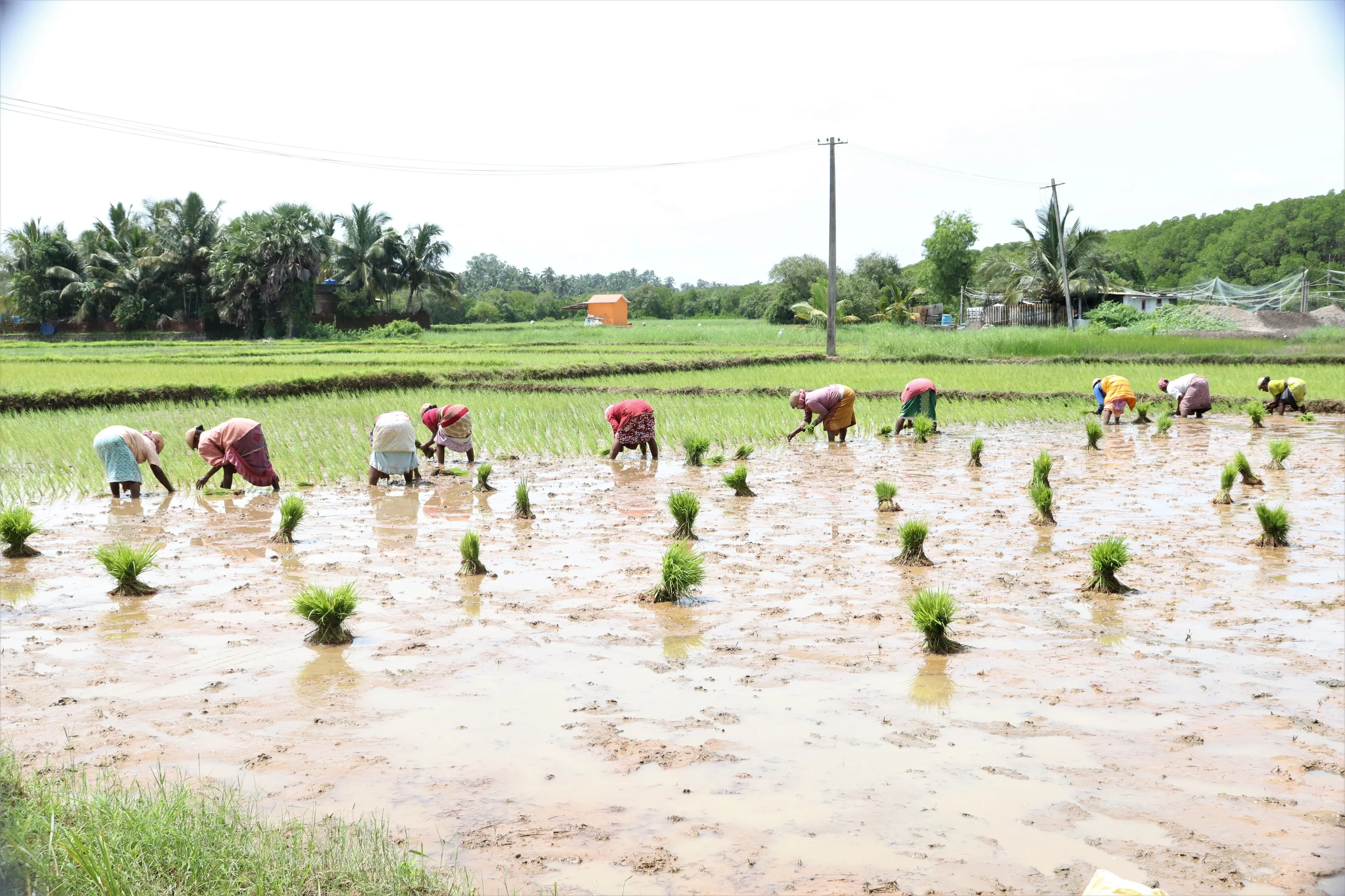Farming and Harvesting