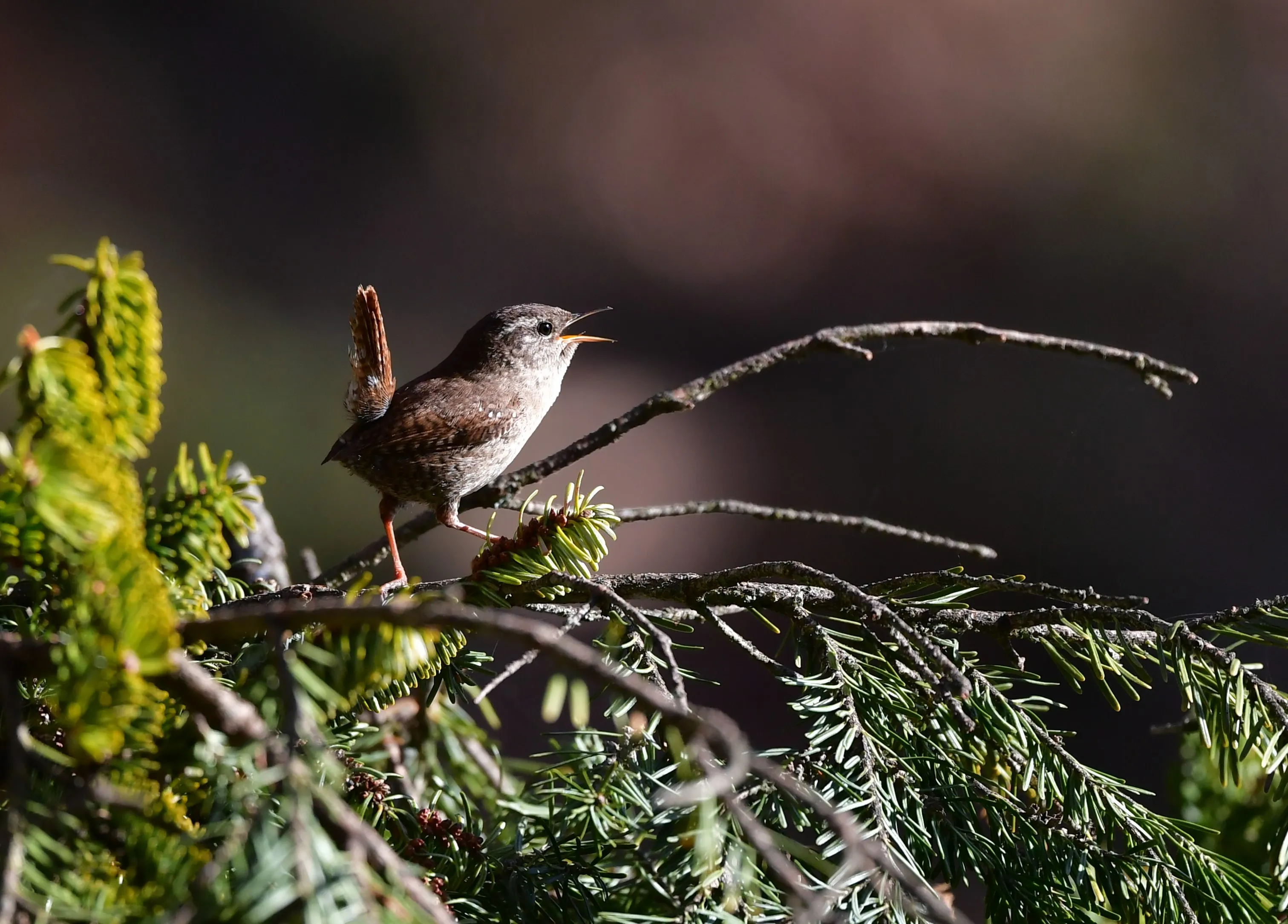 Small Birds with Big Personalities (in colour)
