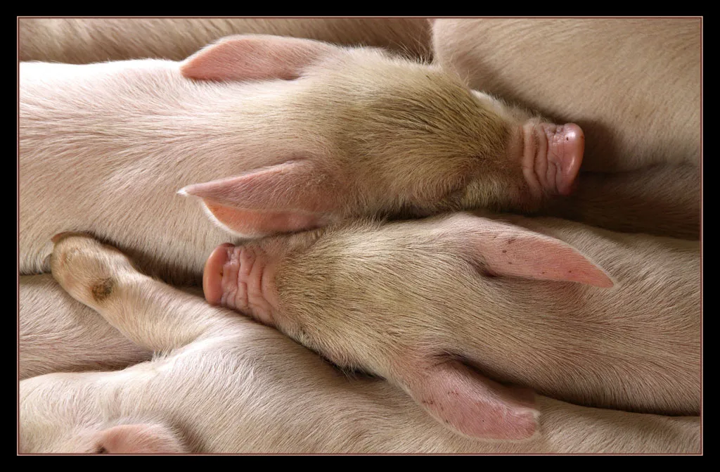 Farm Animals