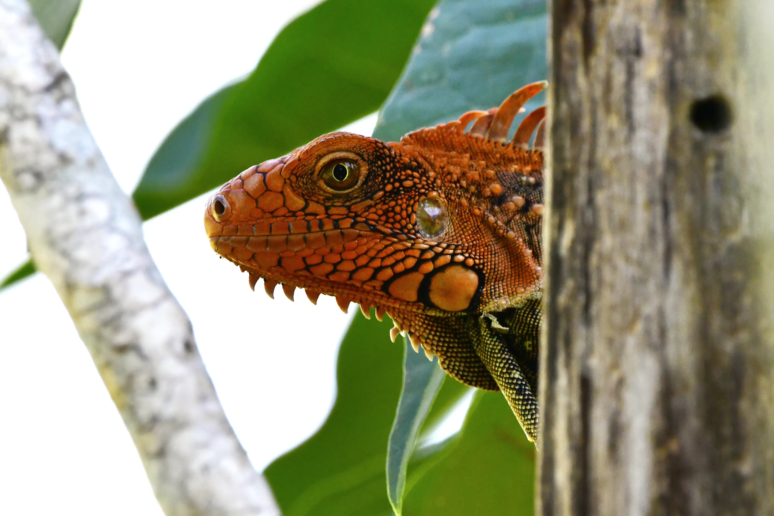 Costa Rica