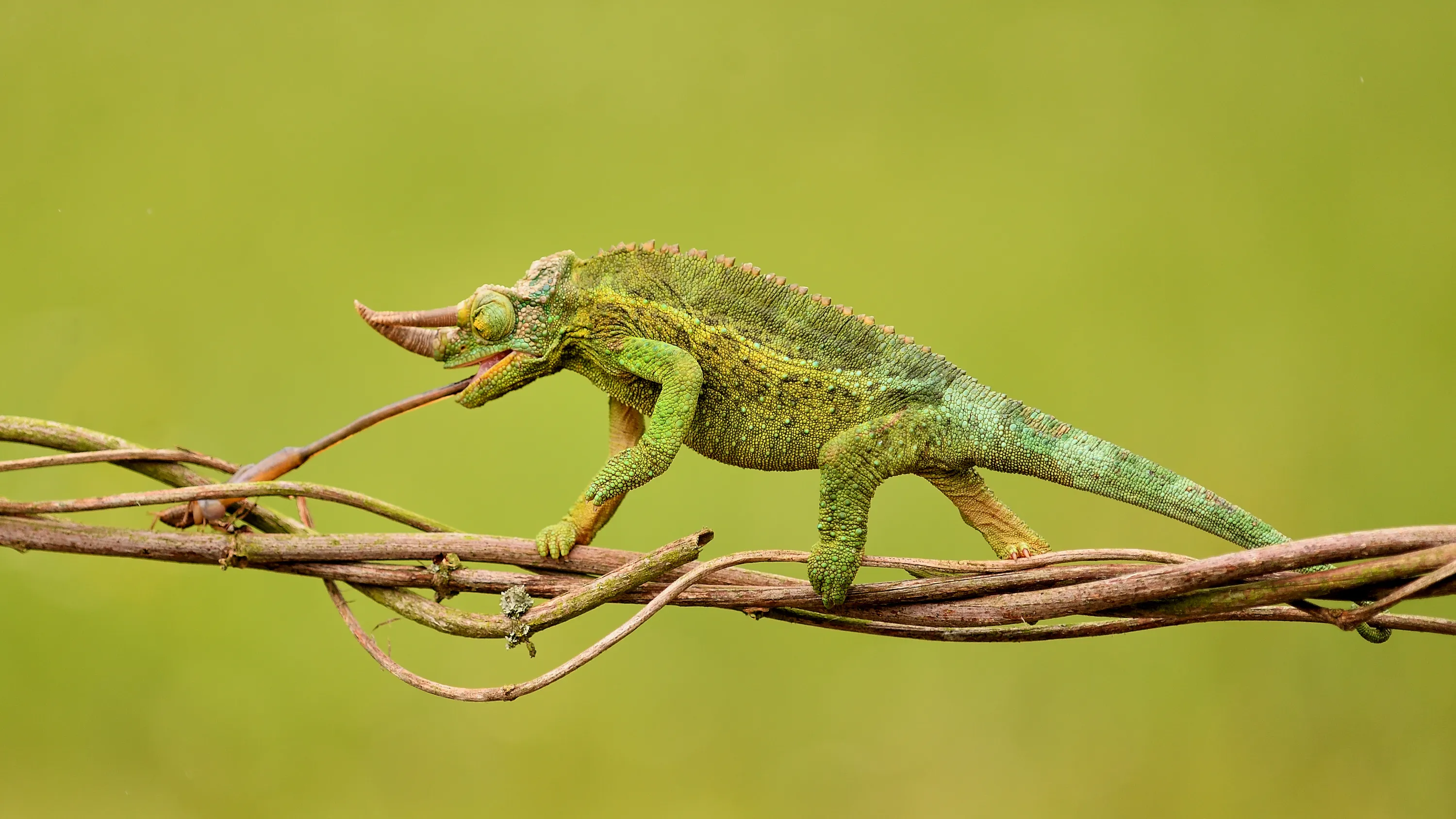 Lizards and Snakes (in colour)