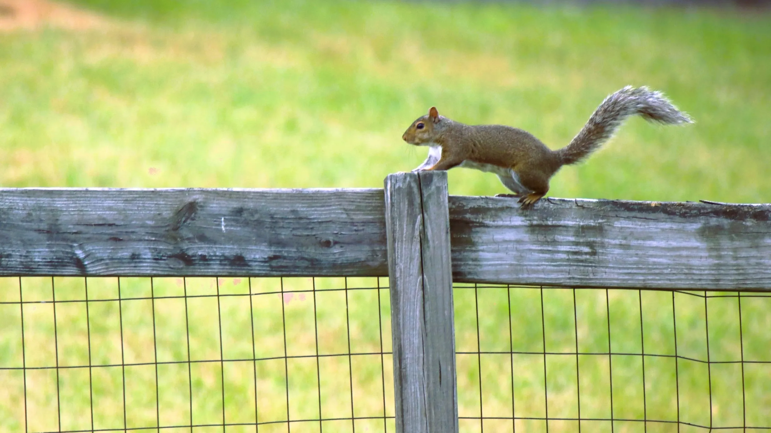 Animals on Fences (in colour)