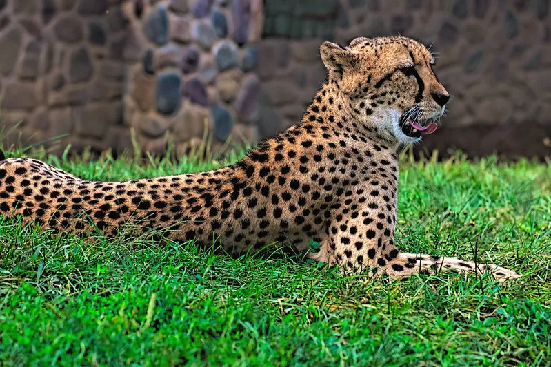 Spotted Animals