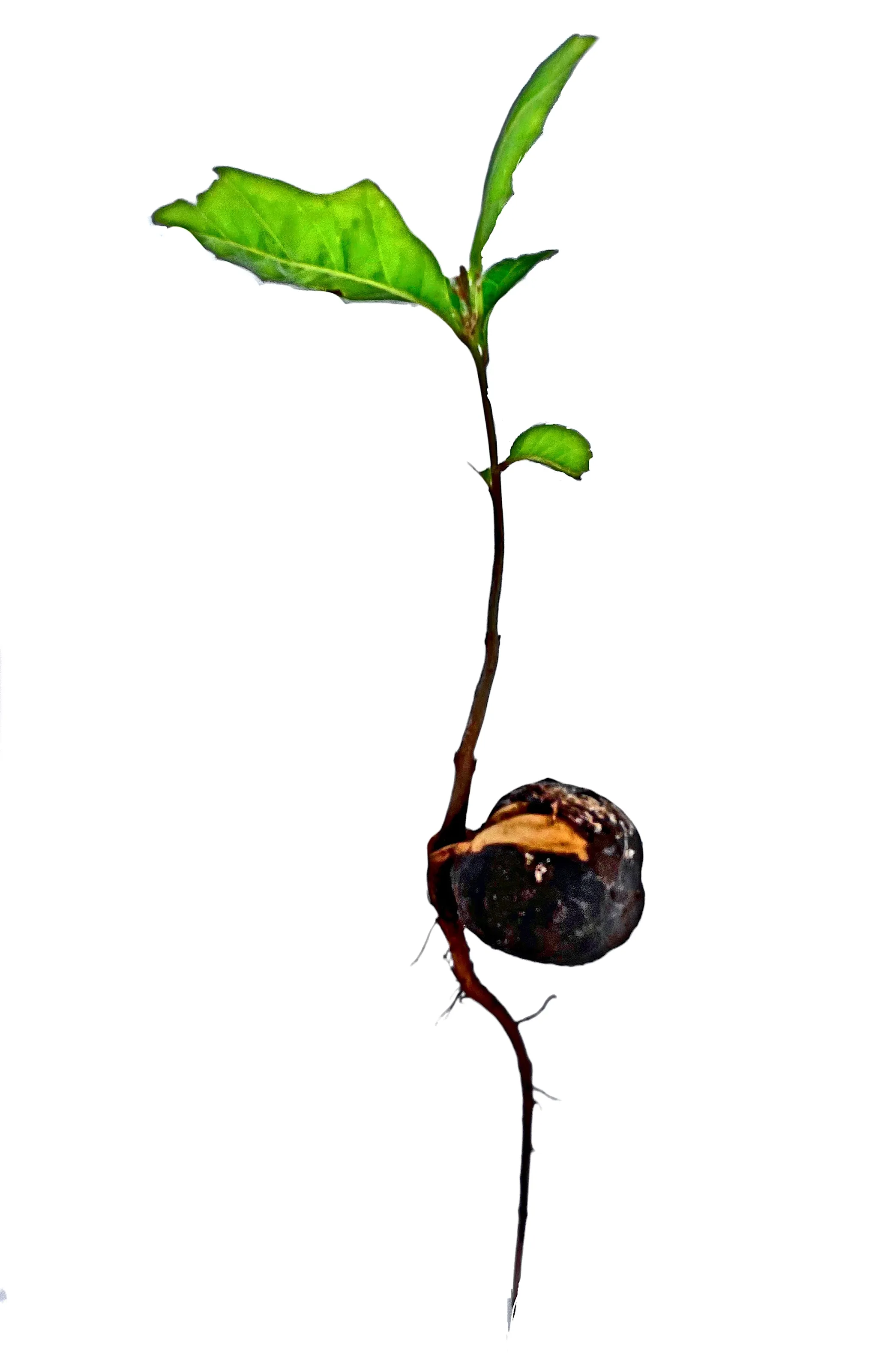 Entire Plants Including Roots, Stems and Leaves