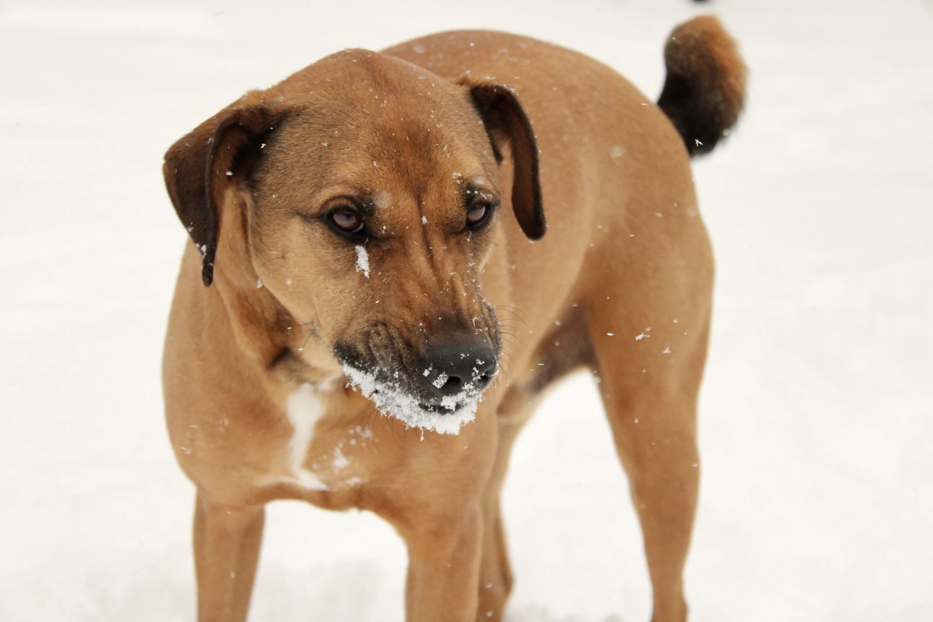 Animals With Snow On Them