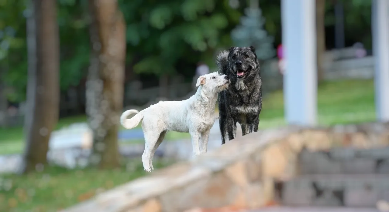 Two Dogs