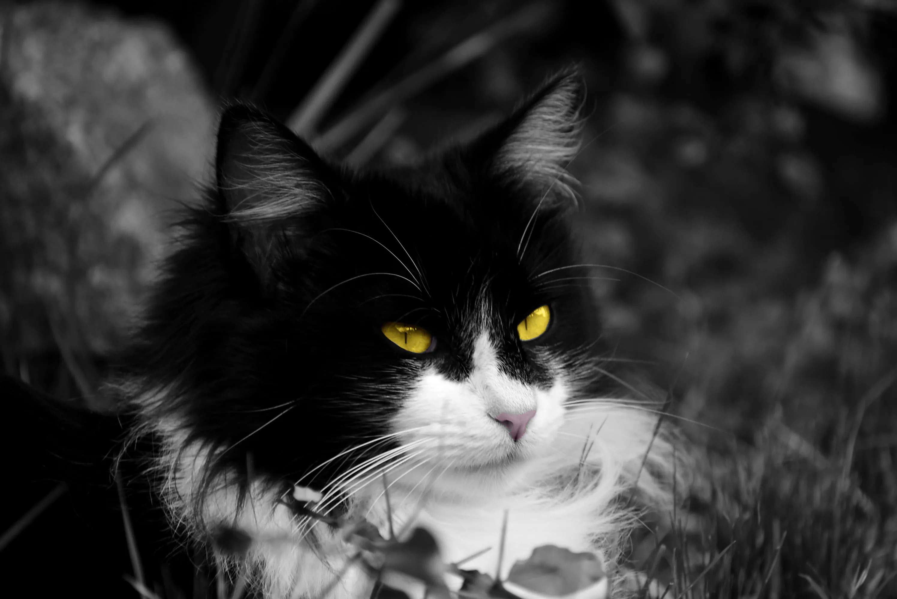 Animal Eyes in Selective Colour
