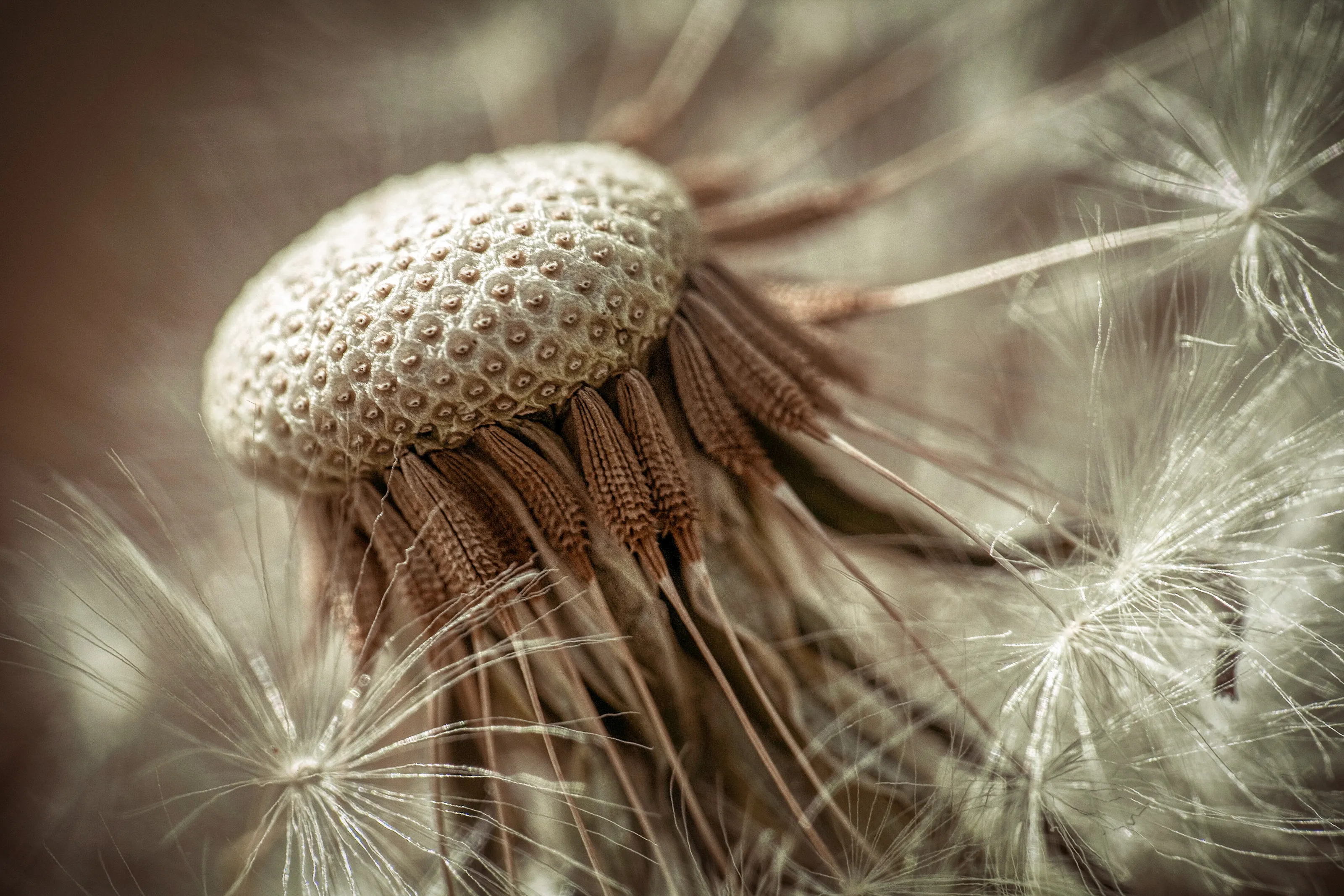 Macro Studies