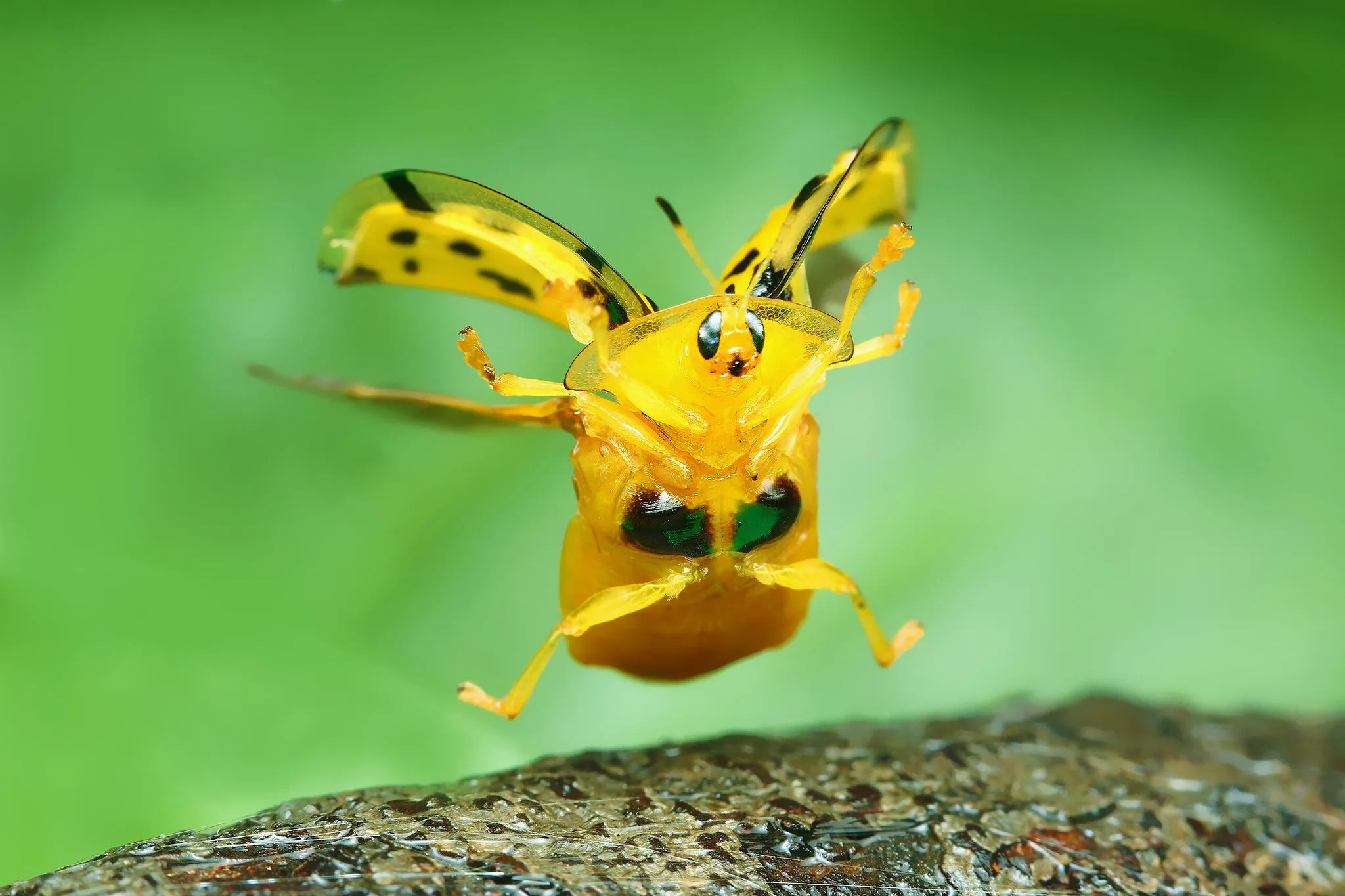 Nature Close-Up