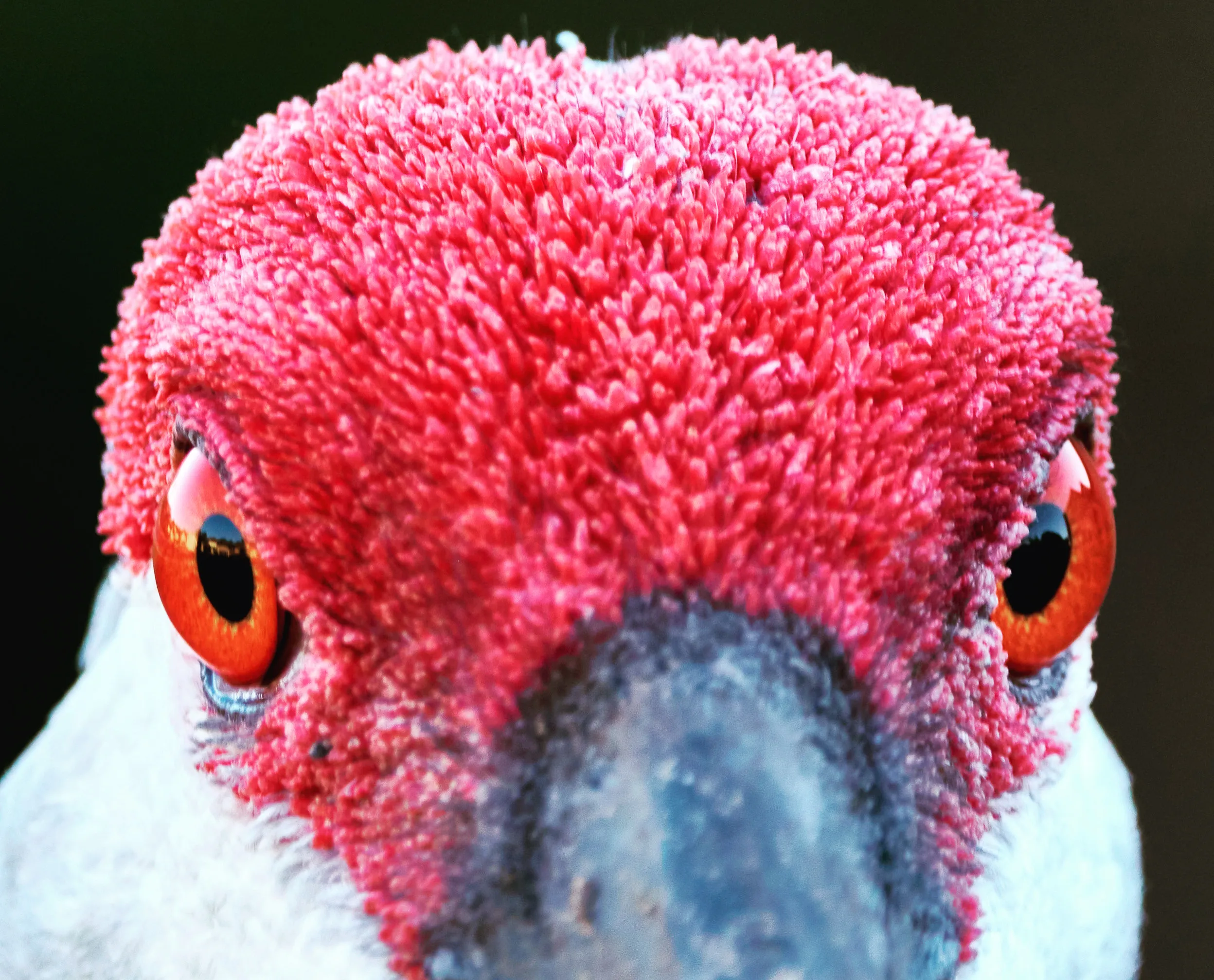 Birds in Extreme Close-Up